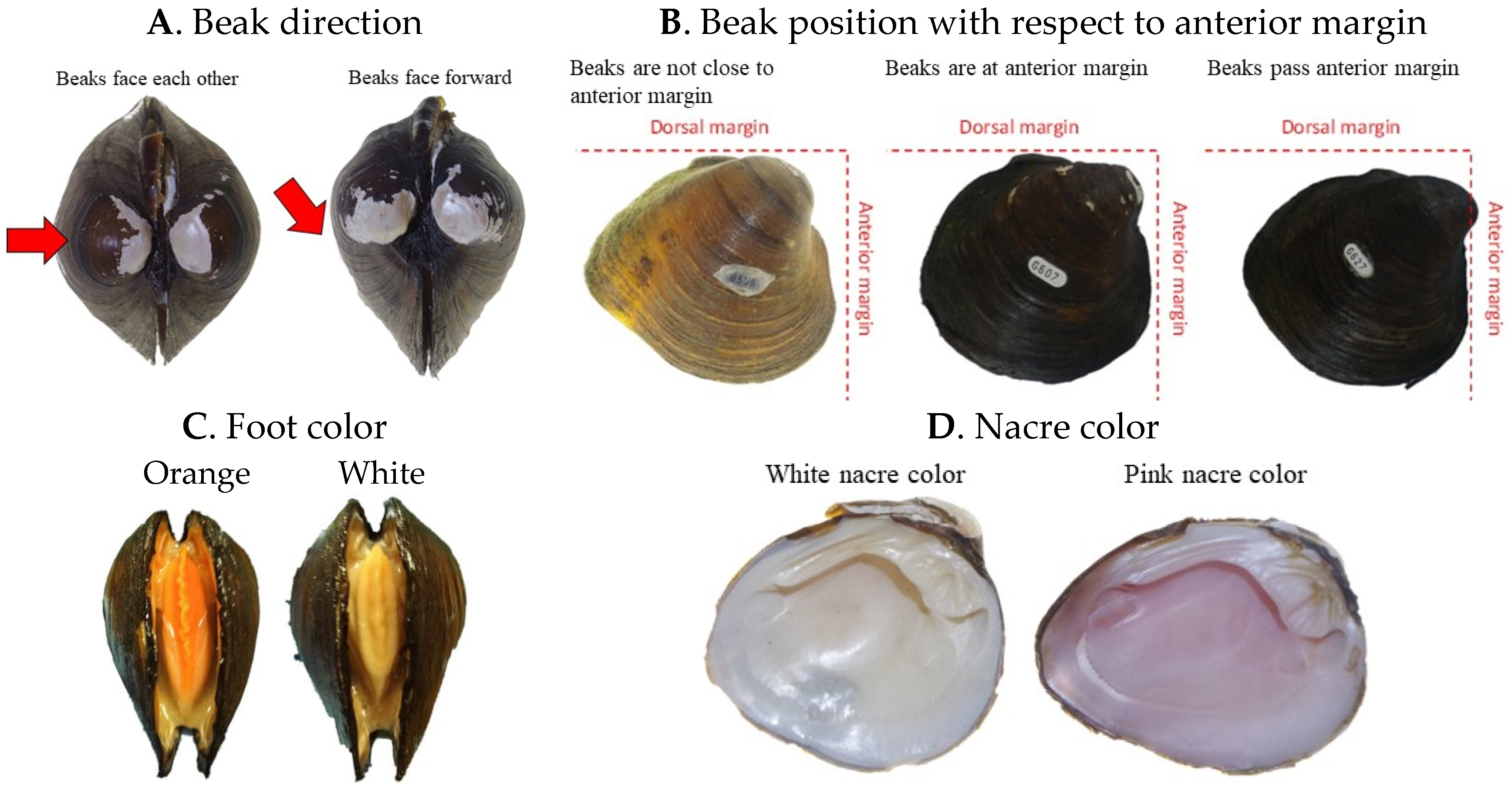 Diversity 17 00298 g003a
