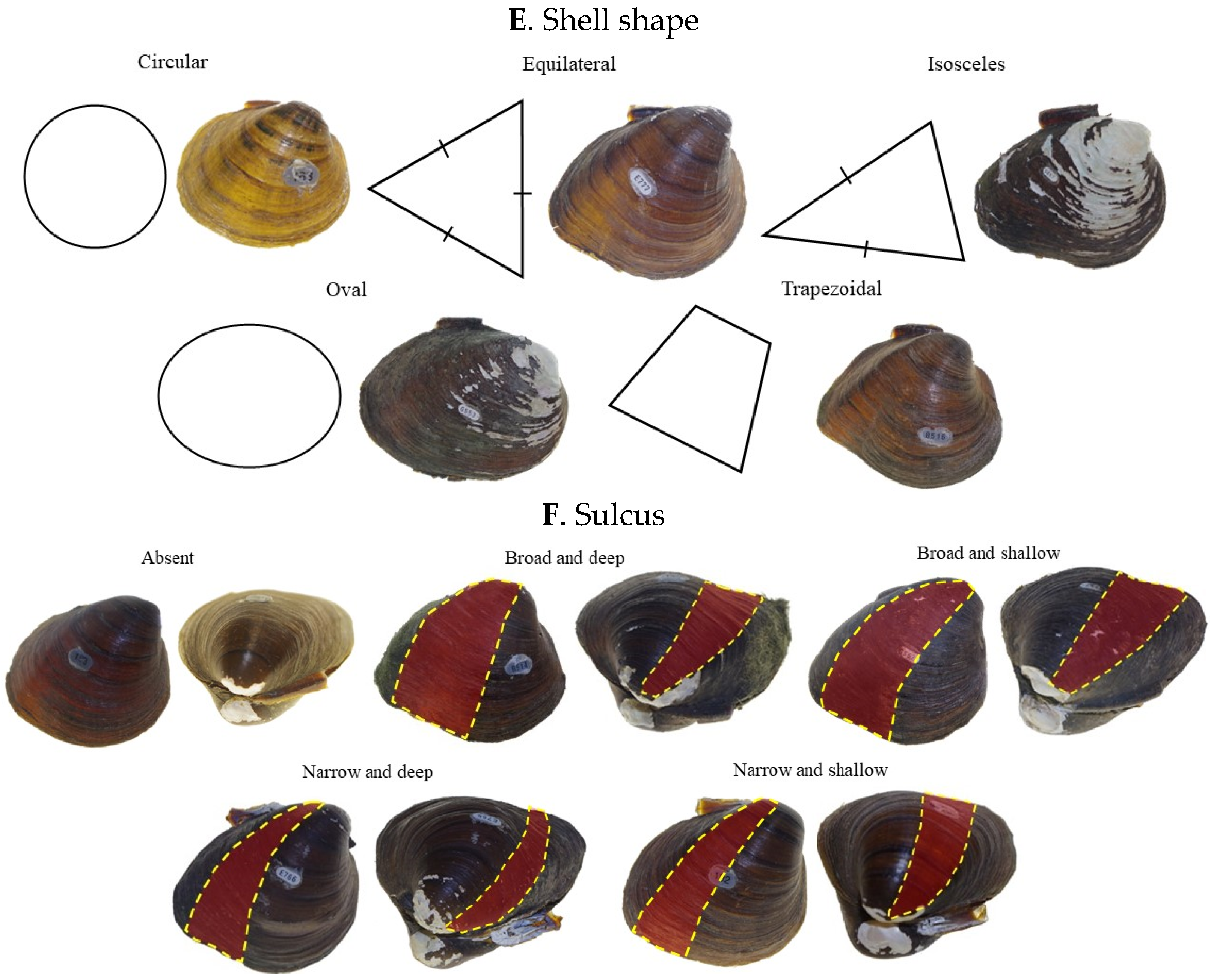 Diversity 17 00298 g003b
