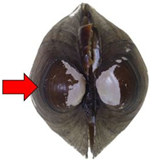 Diversity 17 00298 i021