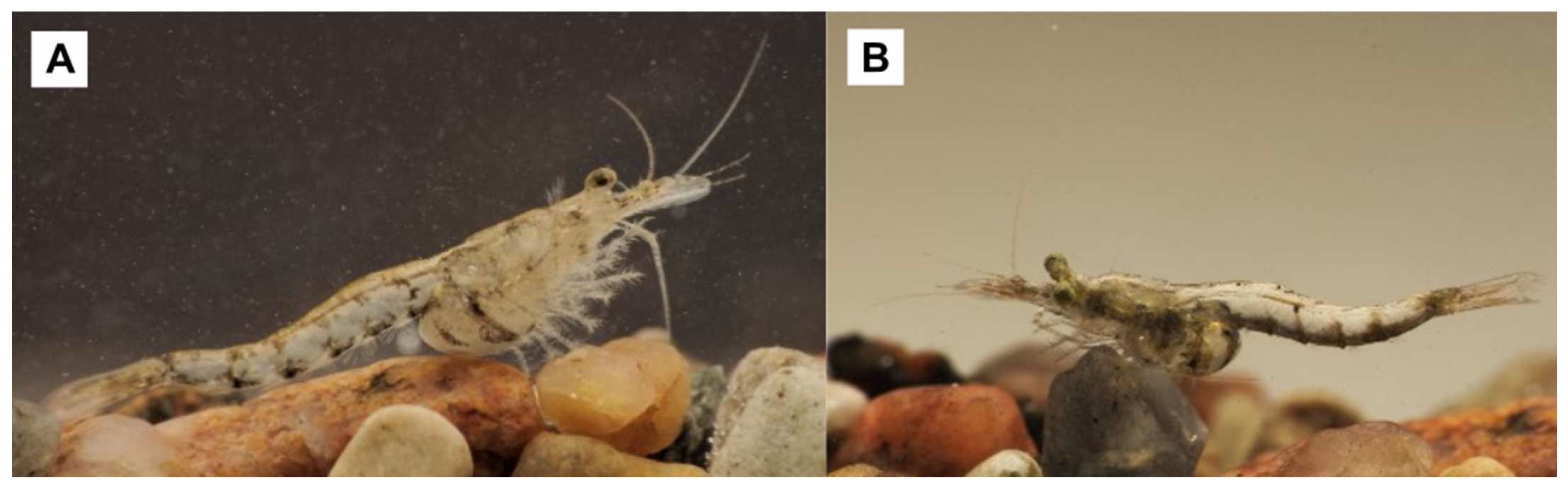 Diversity 17 00307 g001