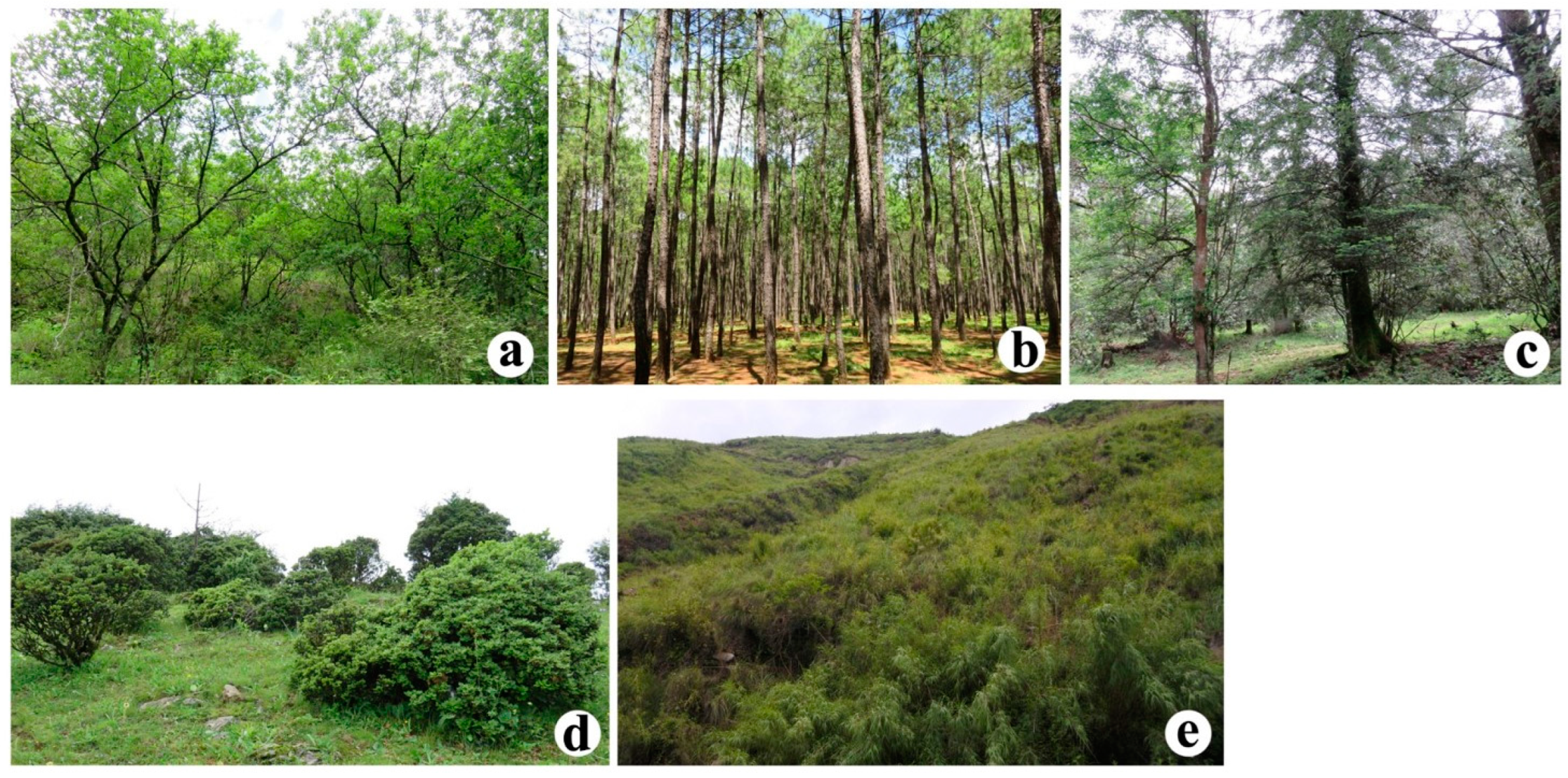 Diversity 17 00308 g002