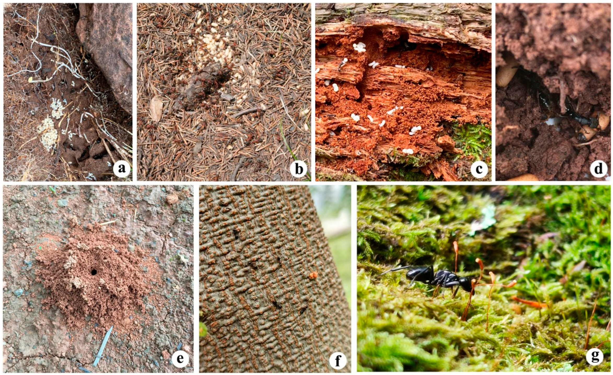 Diversity 17 00308 g005