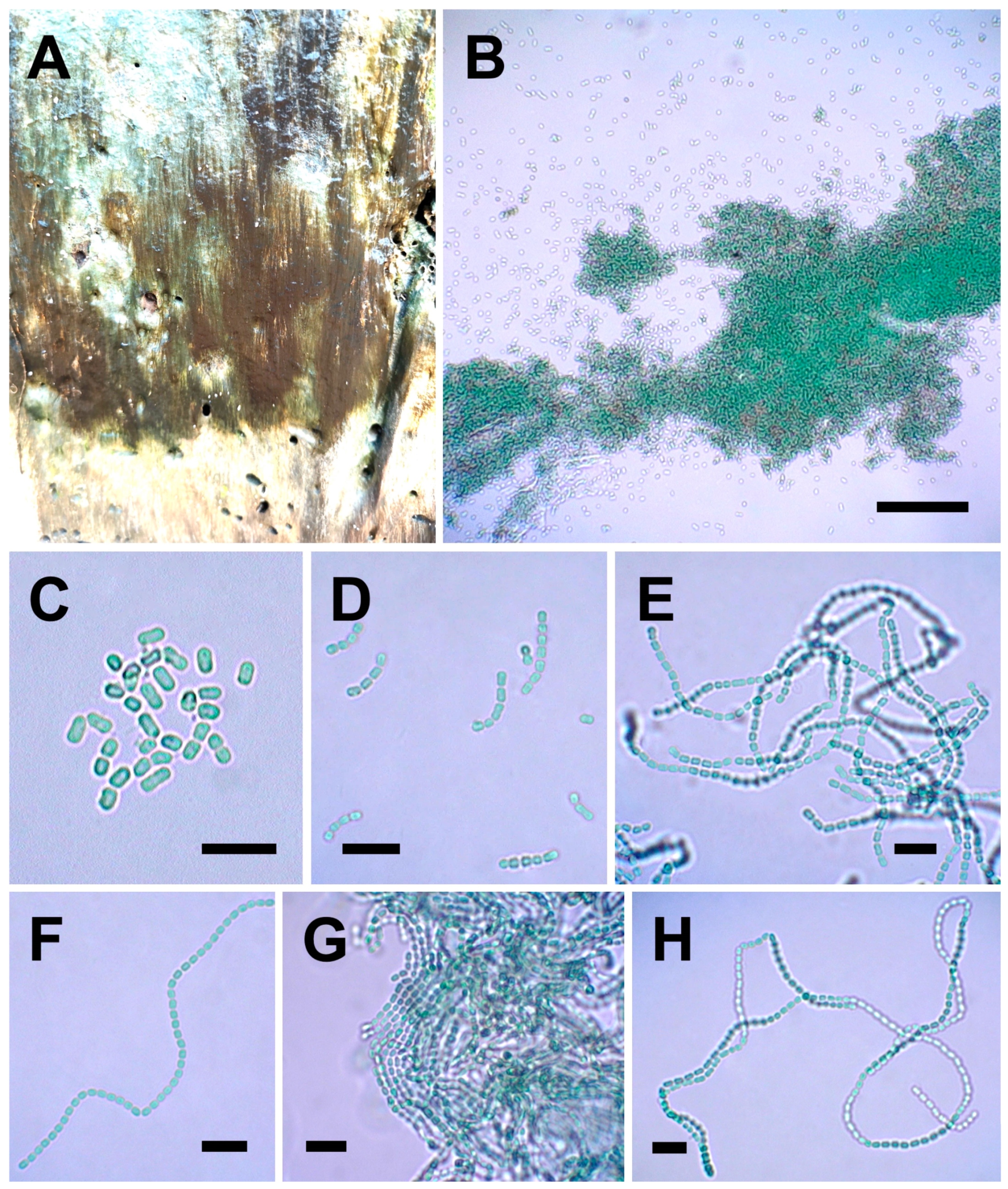 Diversity 17 00319 g005