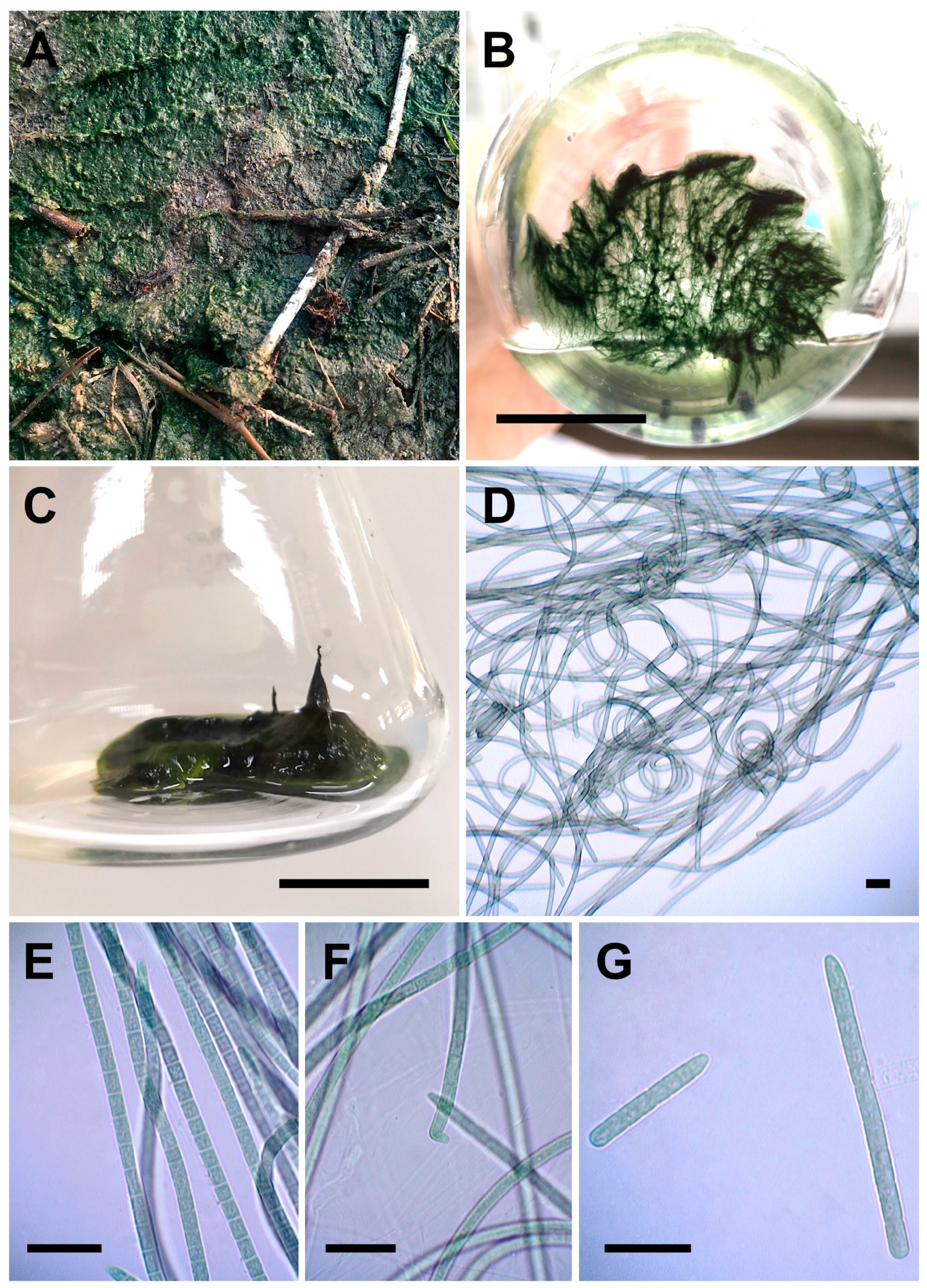 Diversity 17 00319 g006