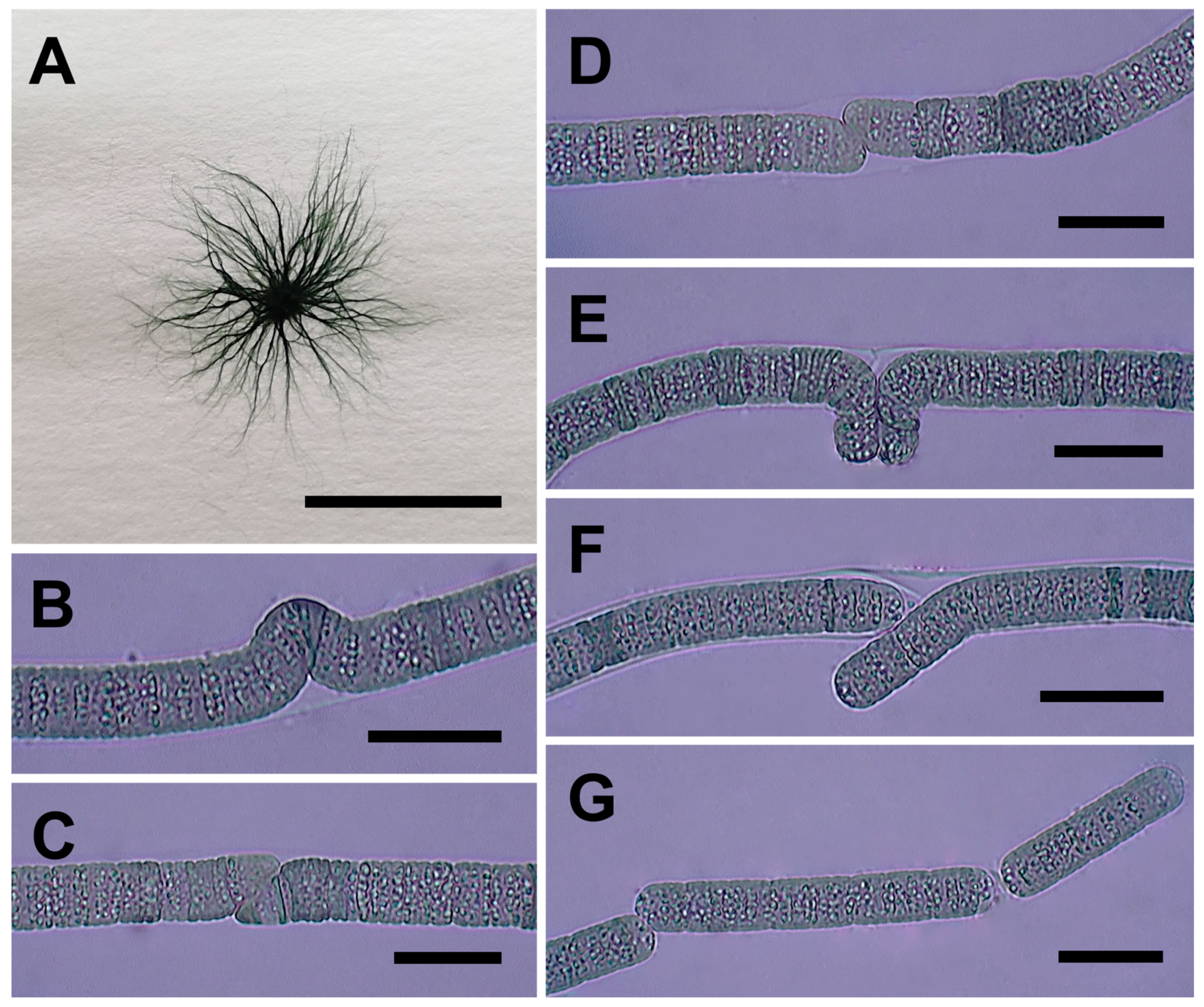 Diversity 17 00319 g007