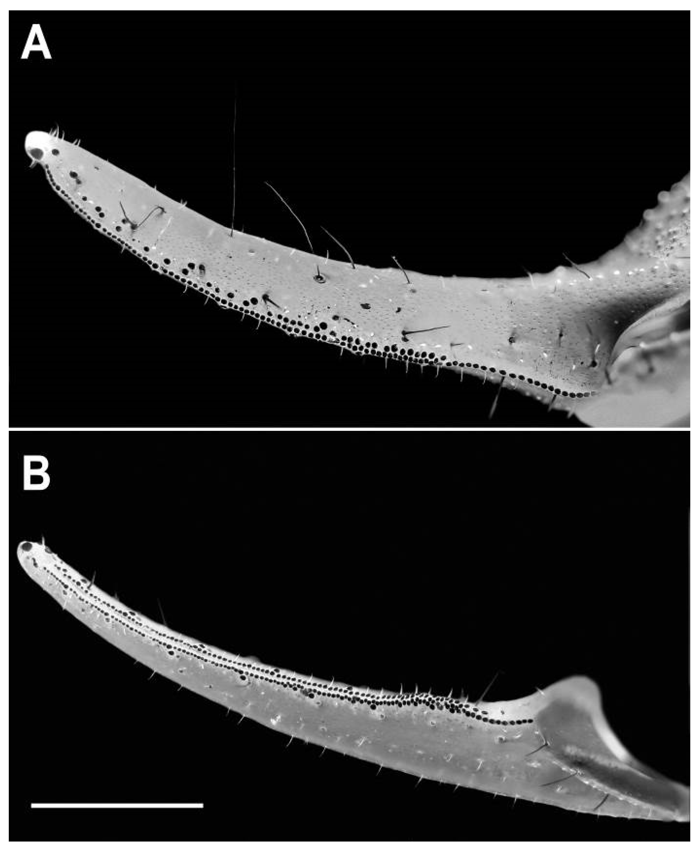 Diversity 17 00321 g004