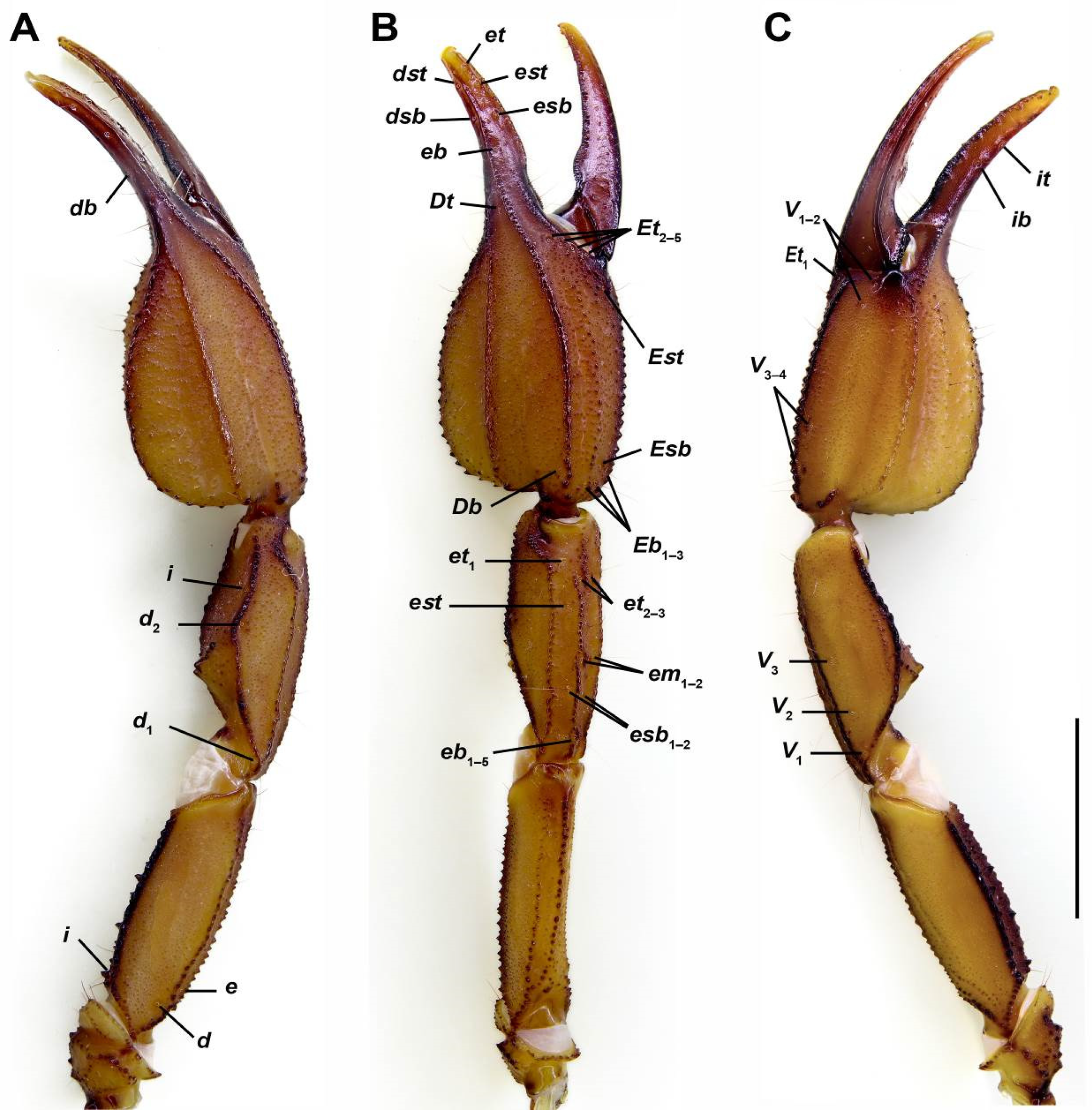 Diversity 17 00321 g005