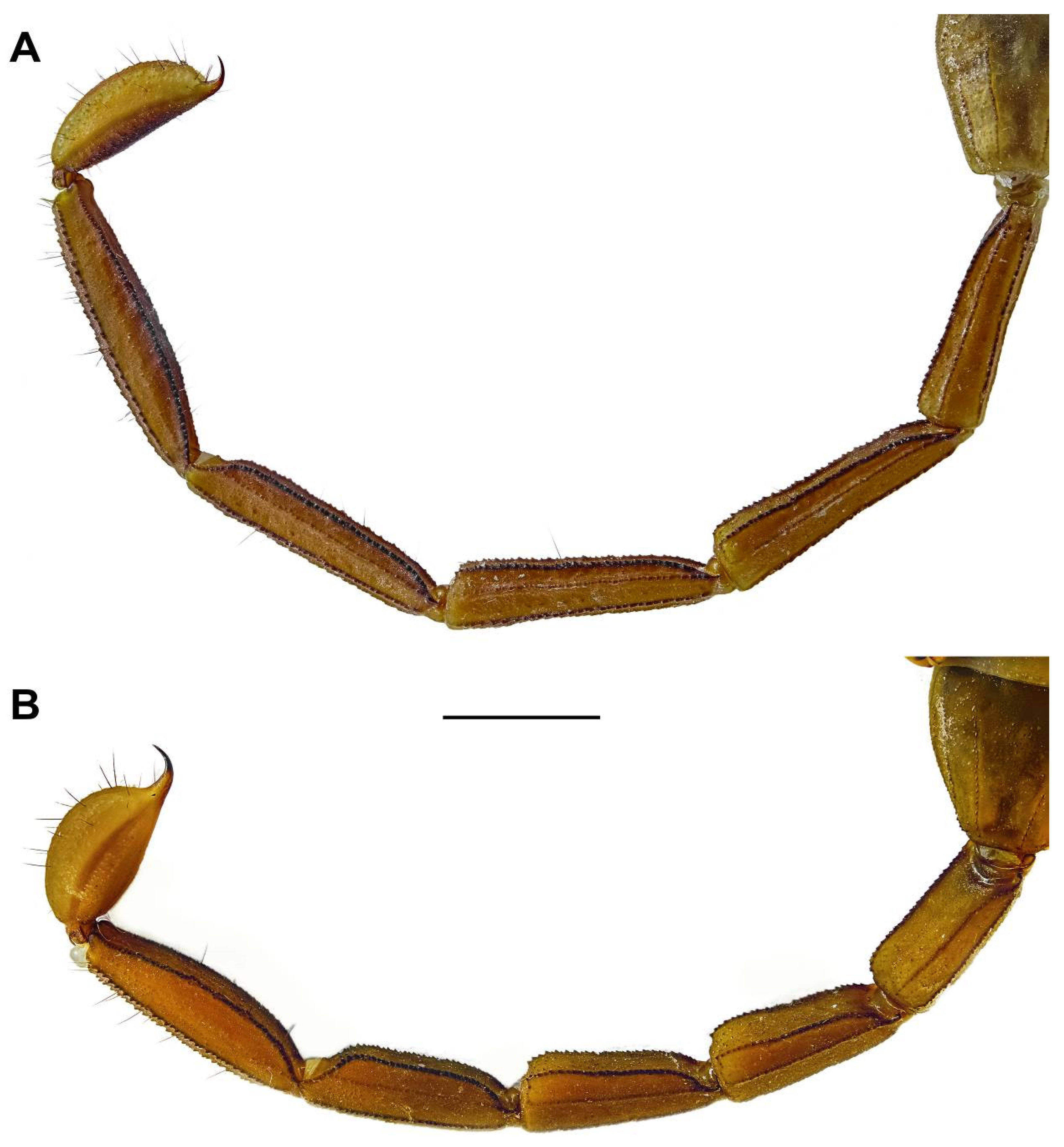 Diversity 17 00321 g007