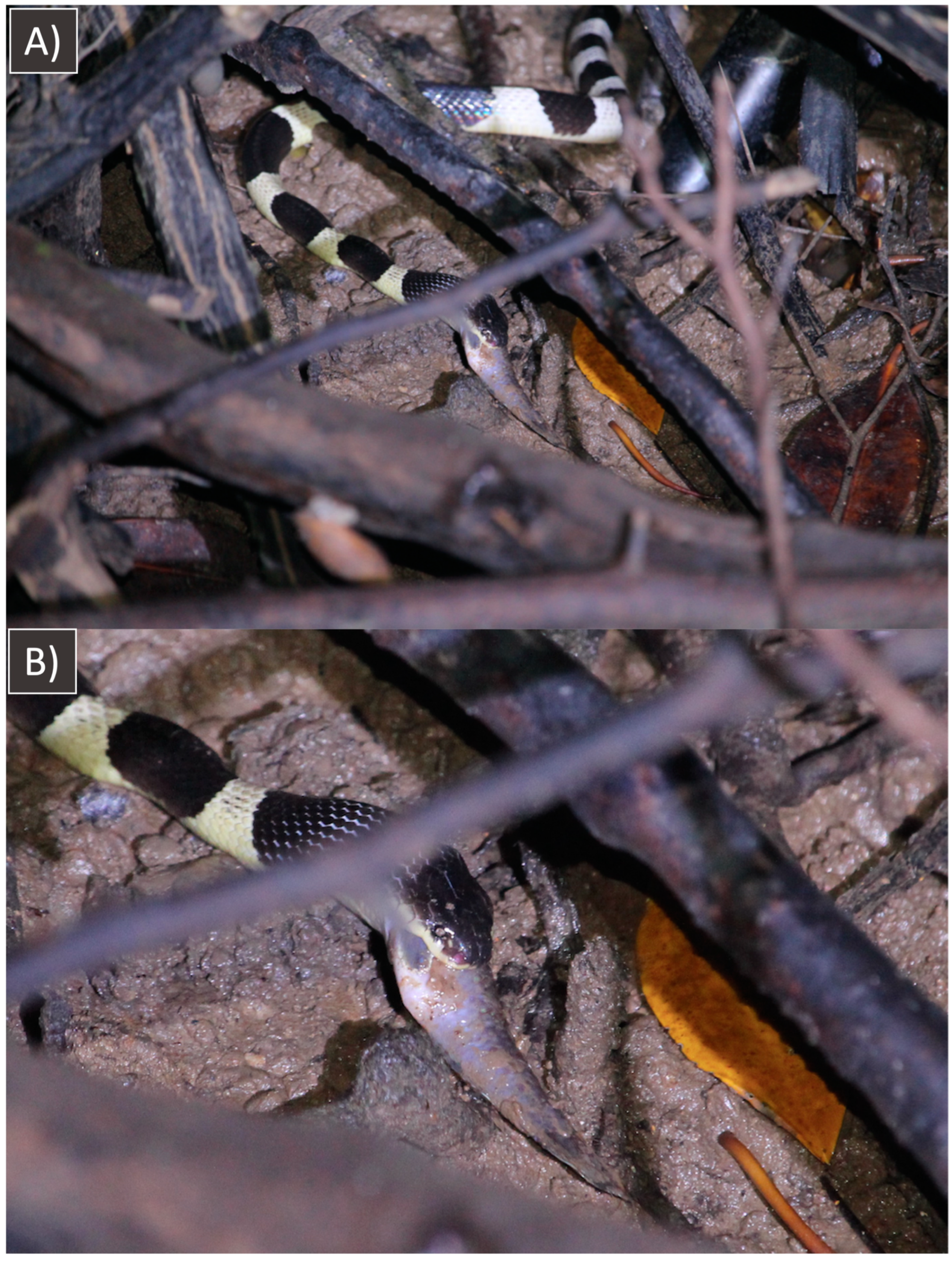 Diversity 17 00326 g002