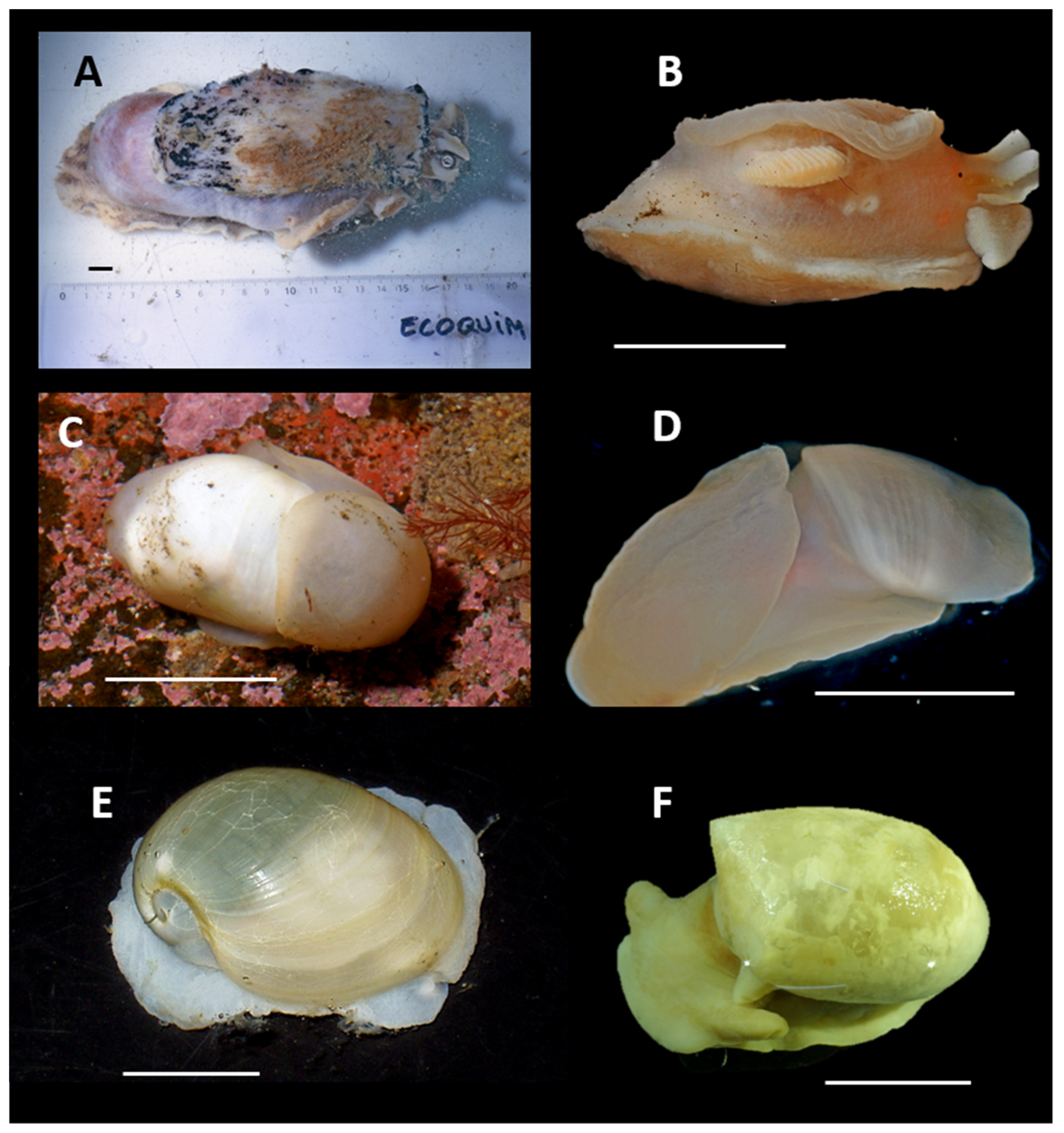 Diversity 17 00330 g003