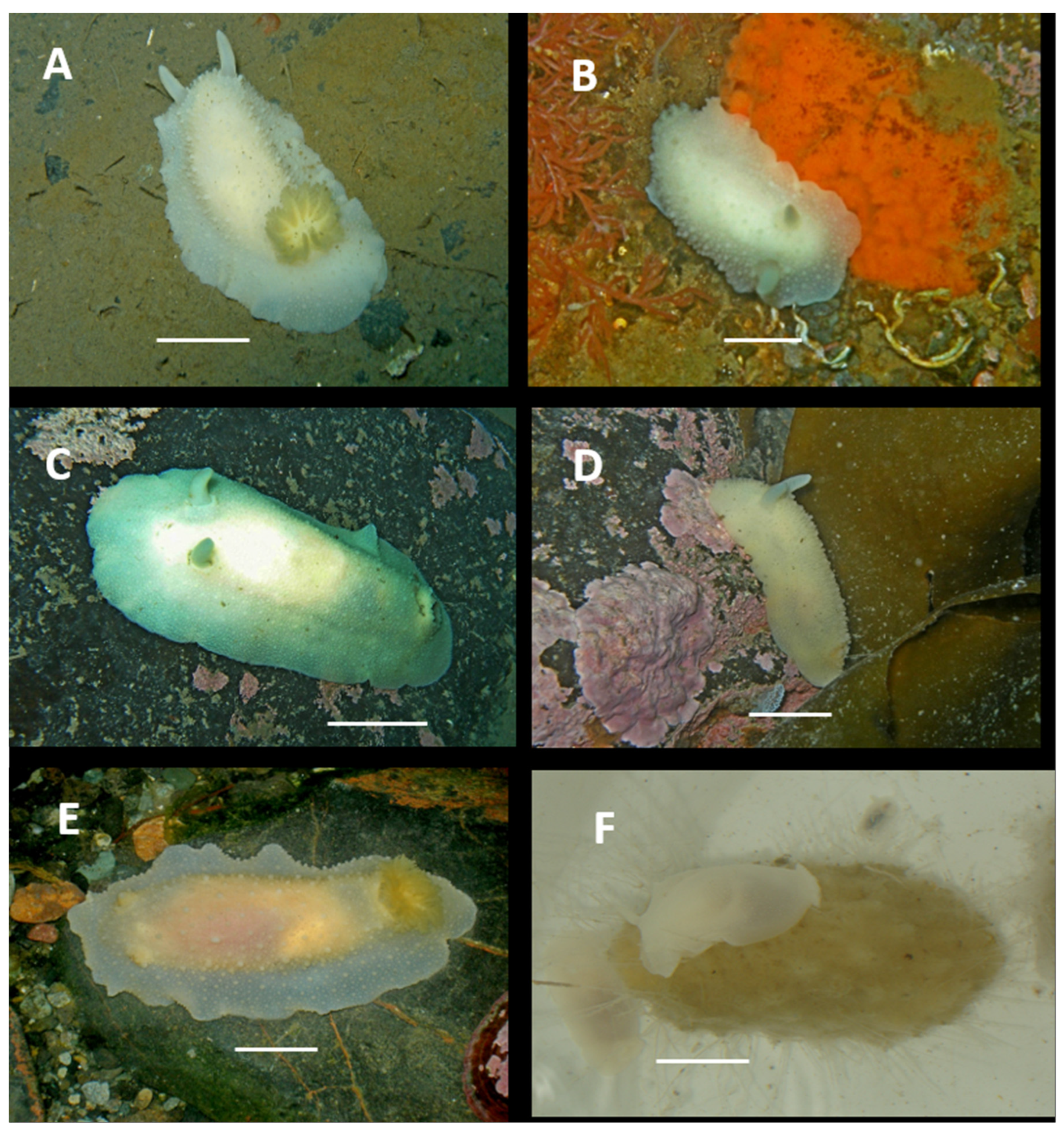 Diversity 17 00330 g005