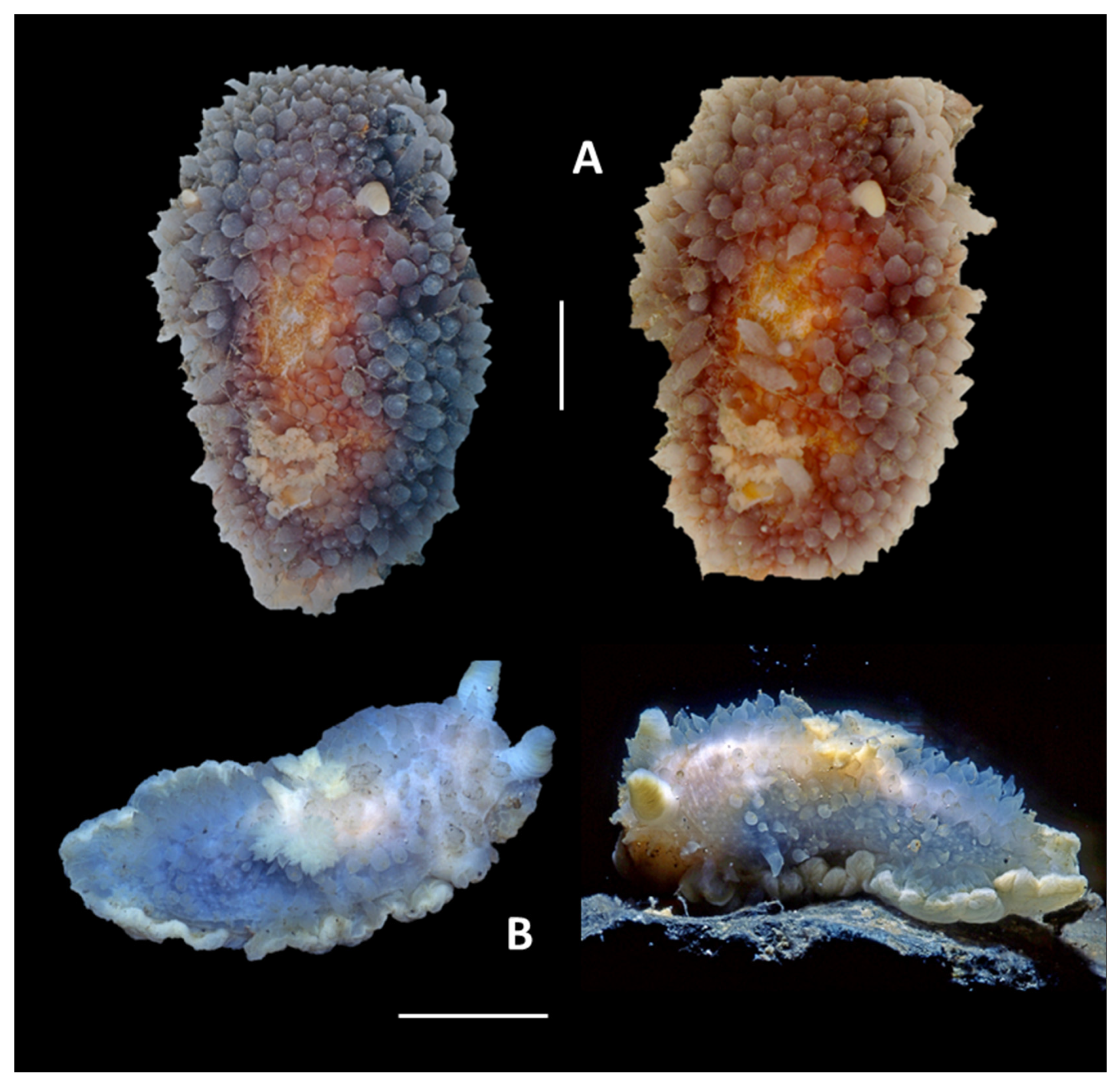 Diversity 17 00330 g006