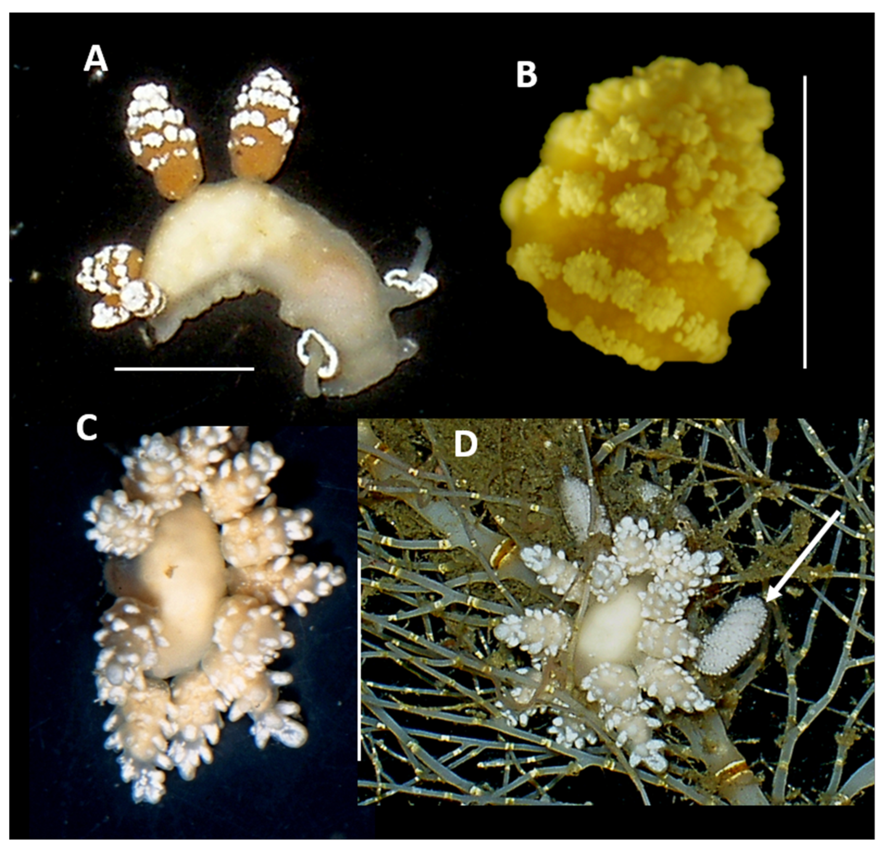 Diversity 17 00330 g008