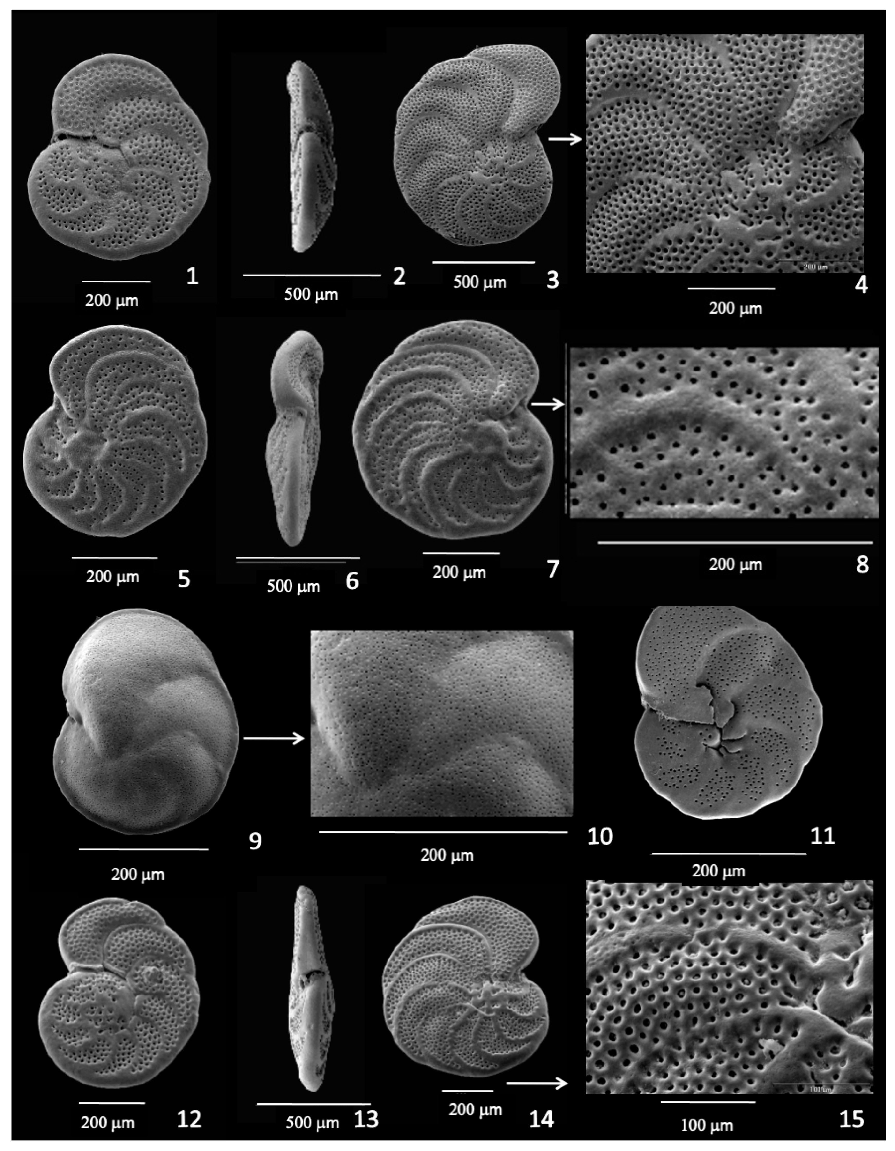Diversity 17 00343 g002 Diversity 17 00343 g002