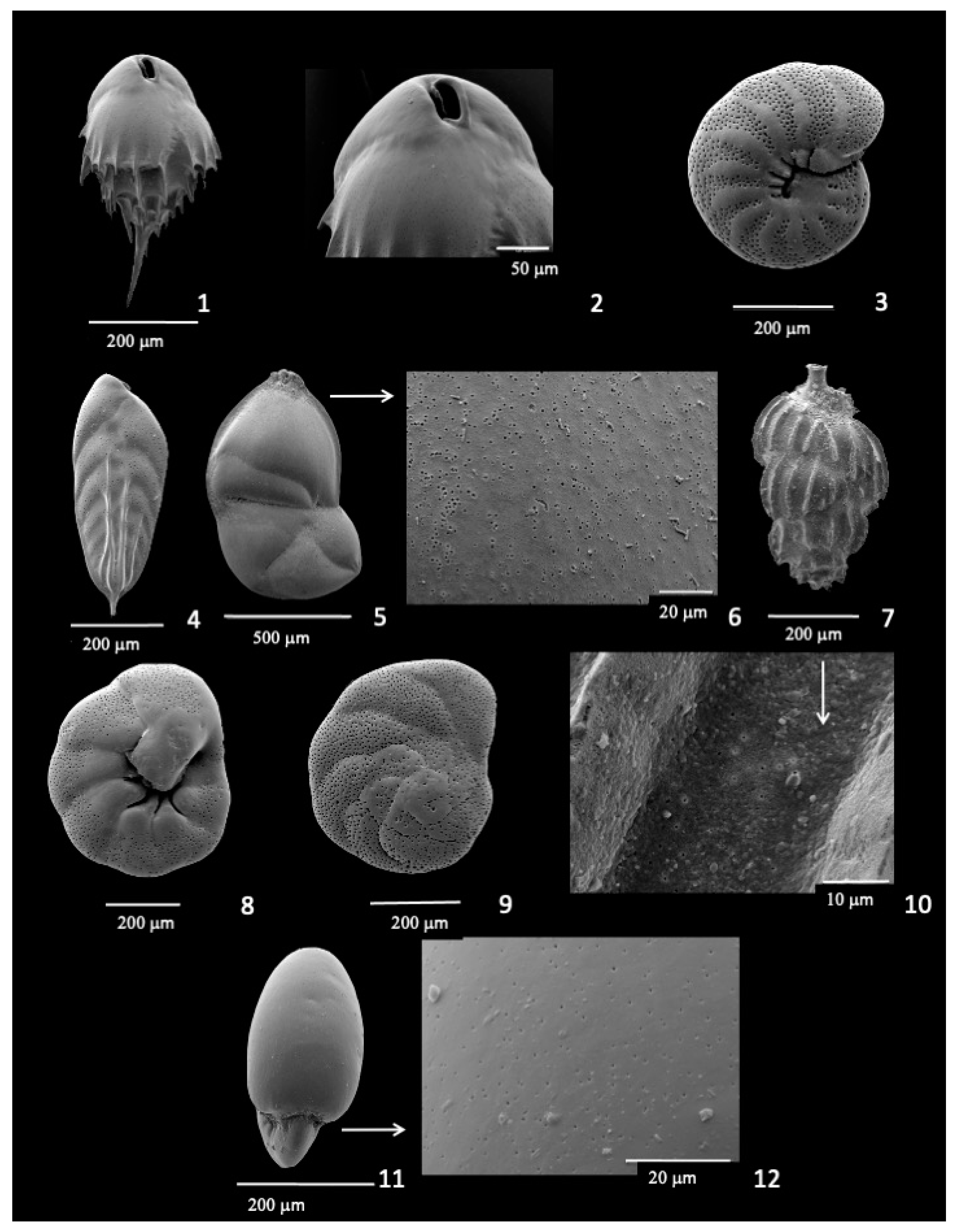 Diversity 17 00343 g005 Diversity 17 00343 g005