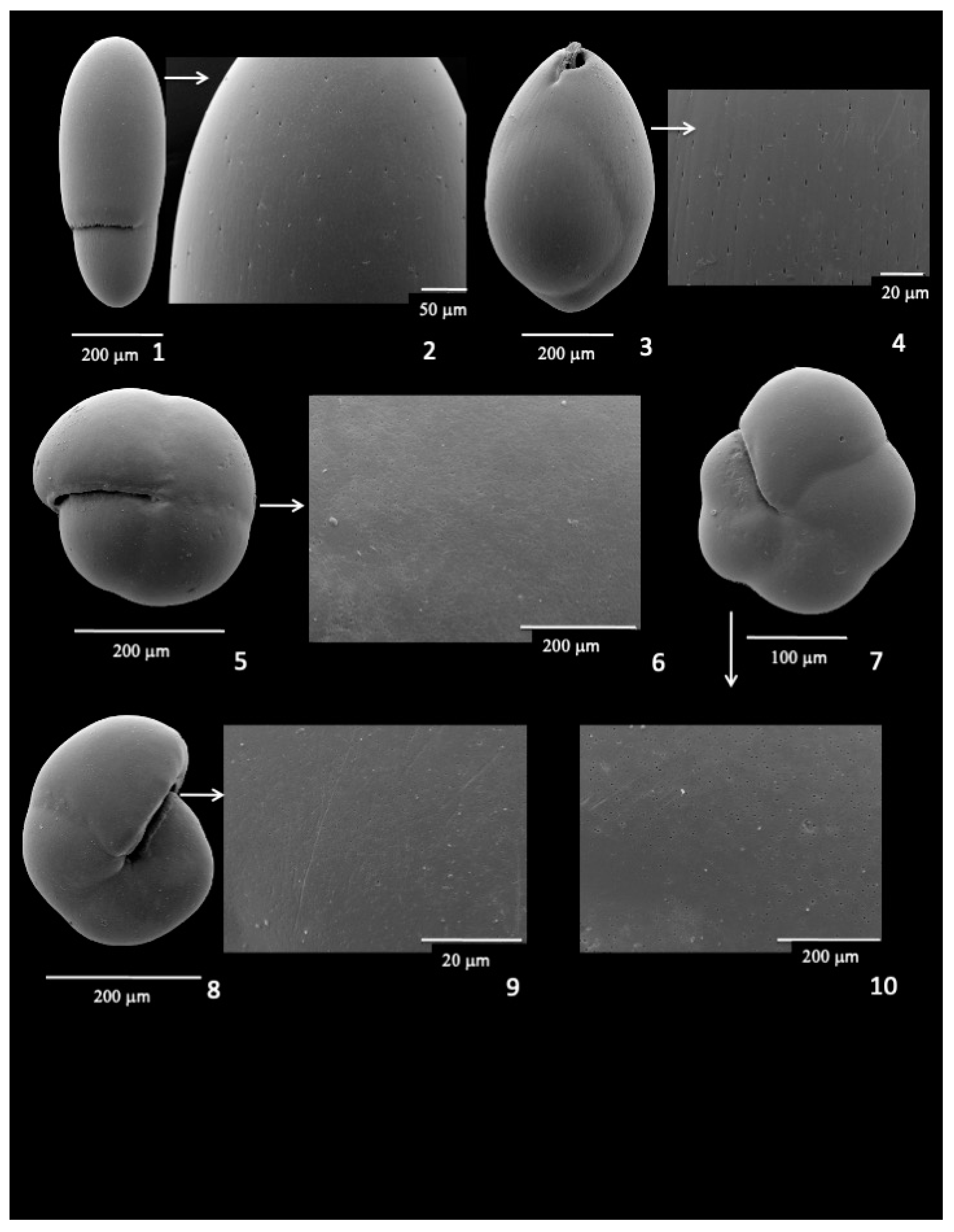 Diversity 17 00343 g006 Diversity 17 00343 g006