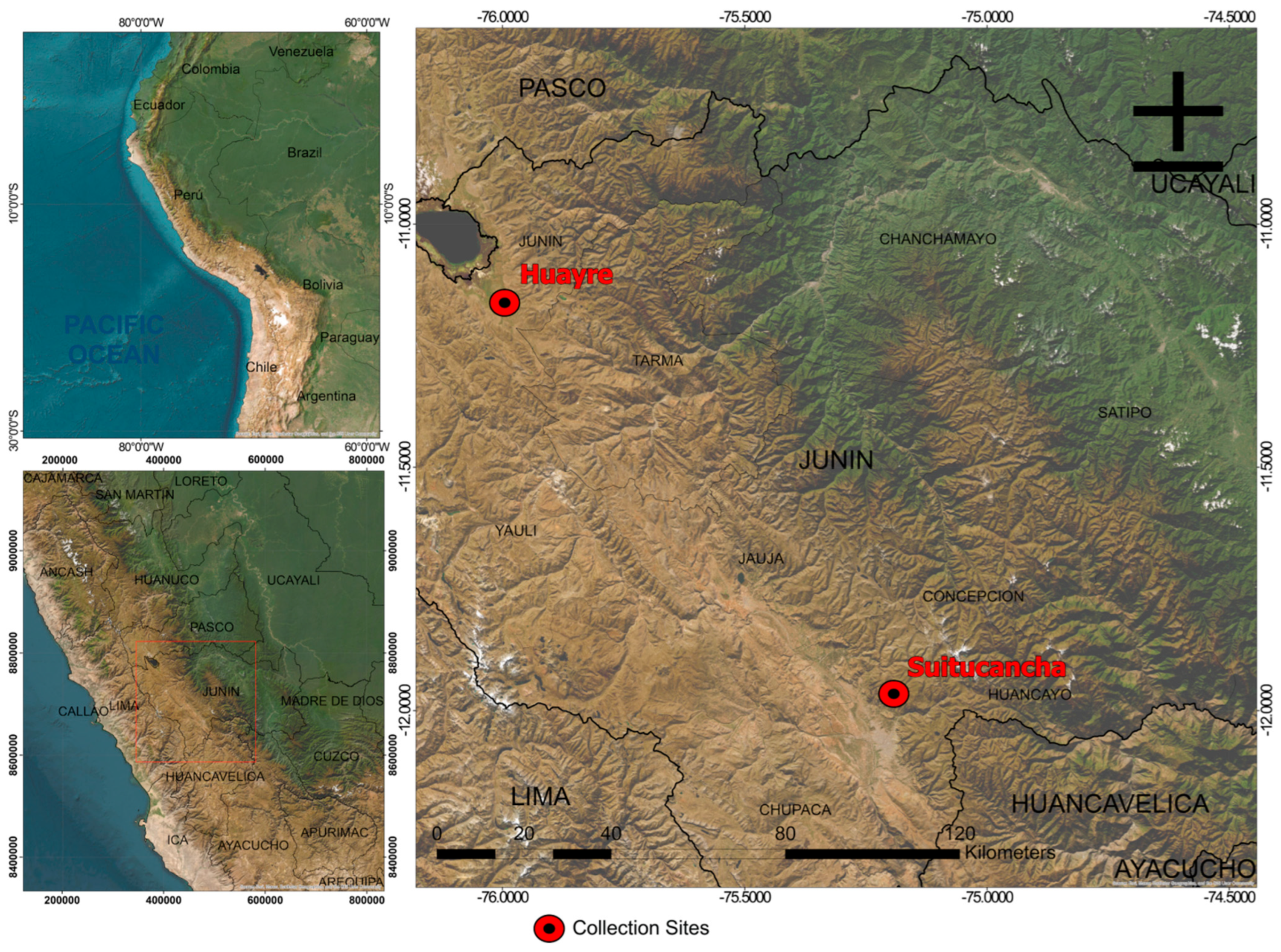 Diversity 17 00353 g001