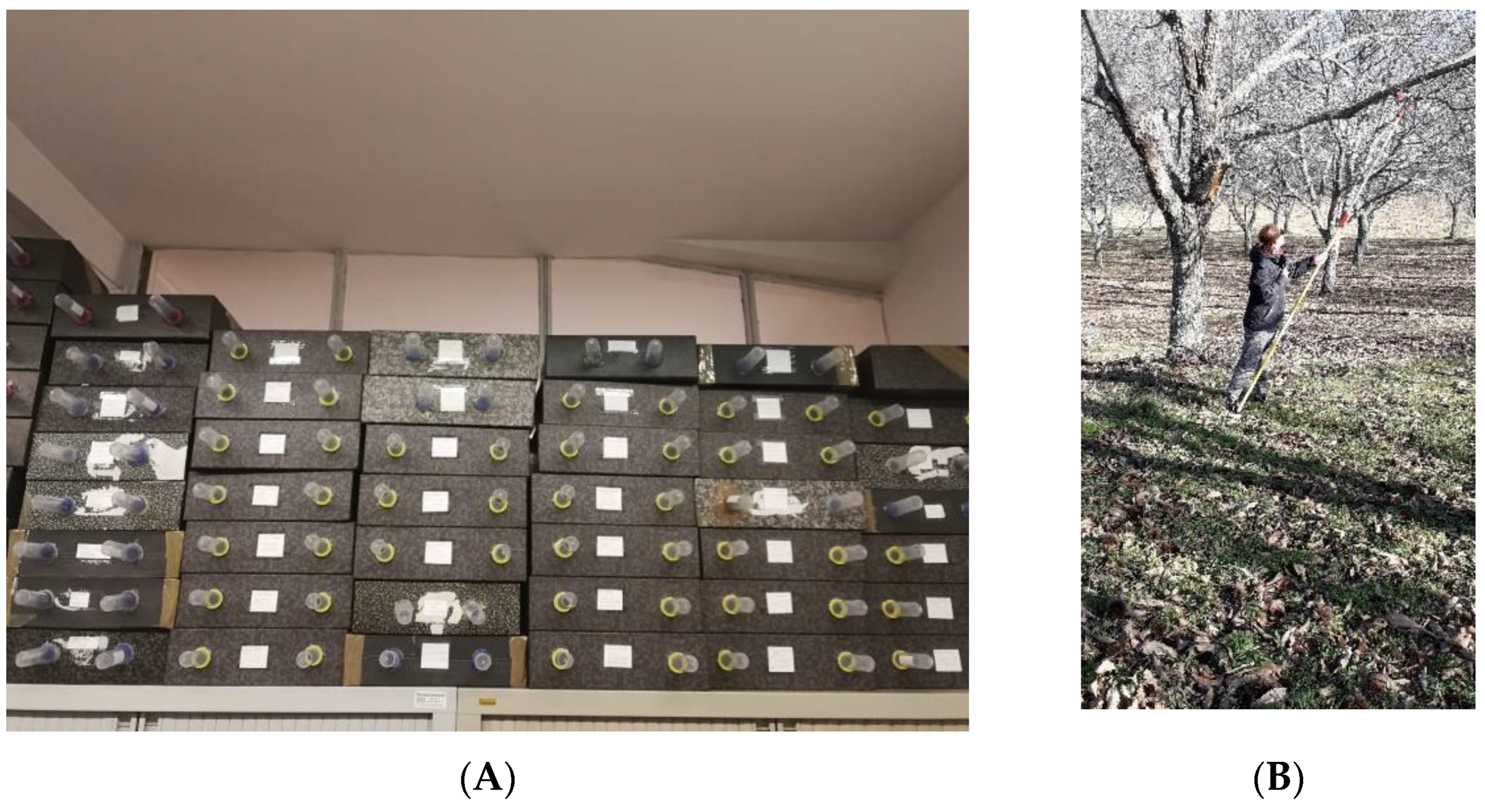 Diversity 17 00358 g001