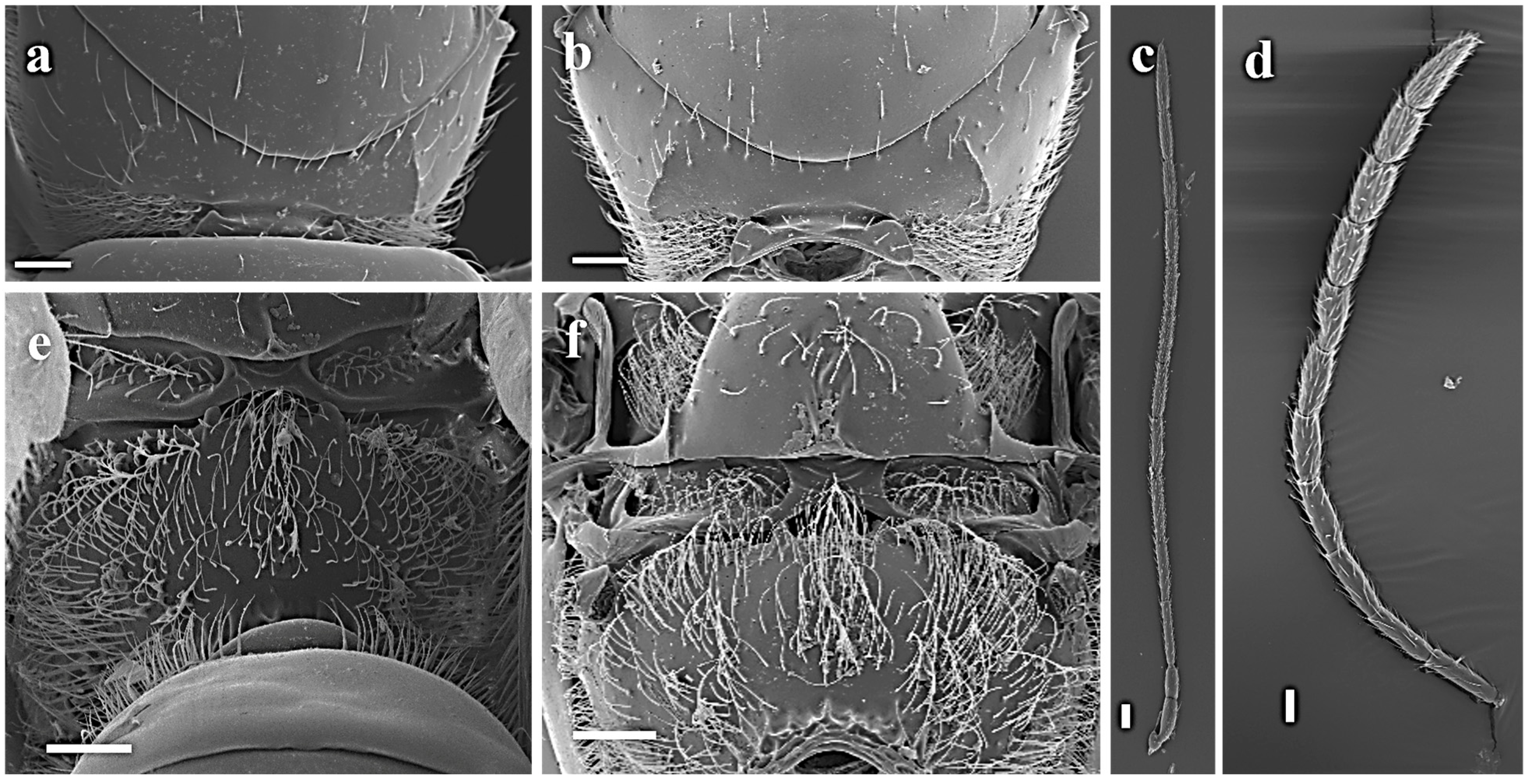 Diversity 17 00362 g001