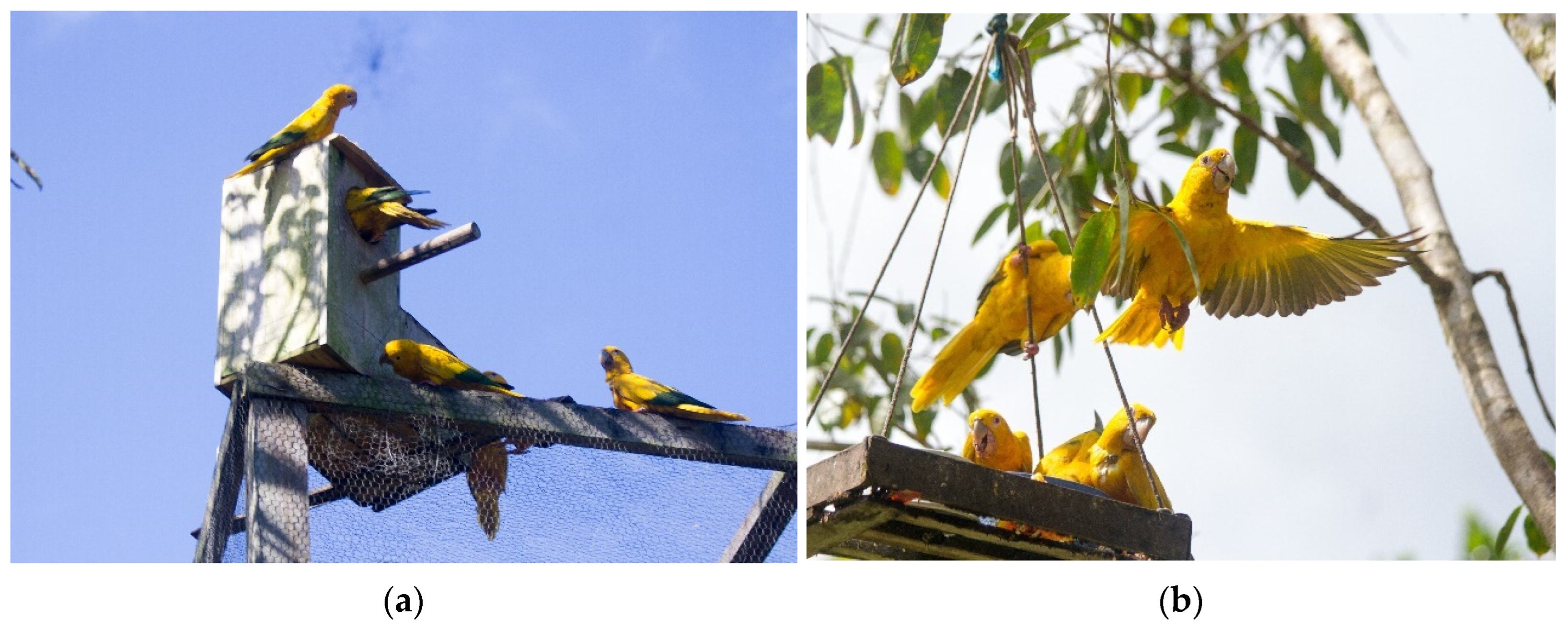 Diversity 17 00364 g001