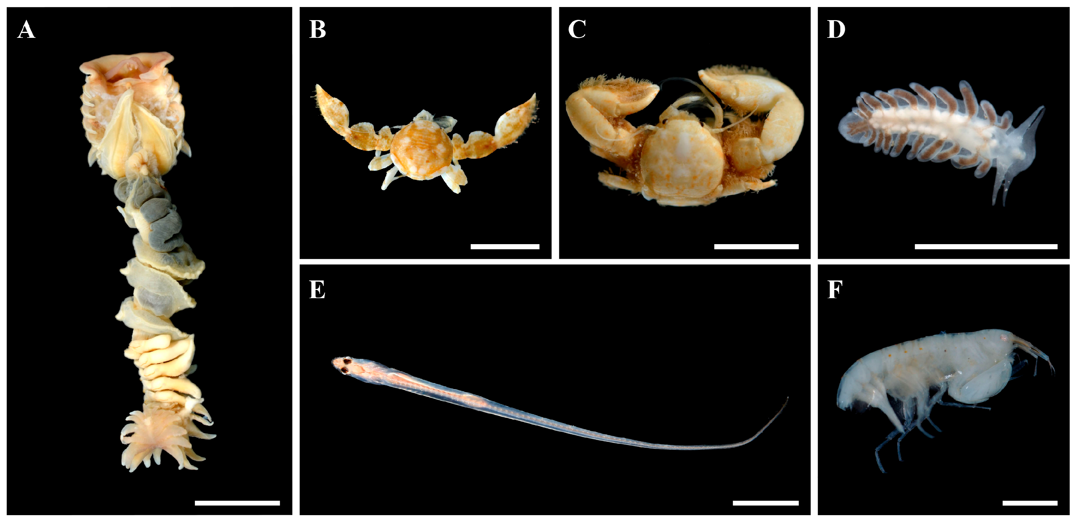 Diversity 17 00366 g002