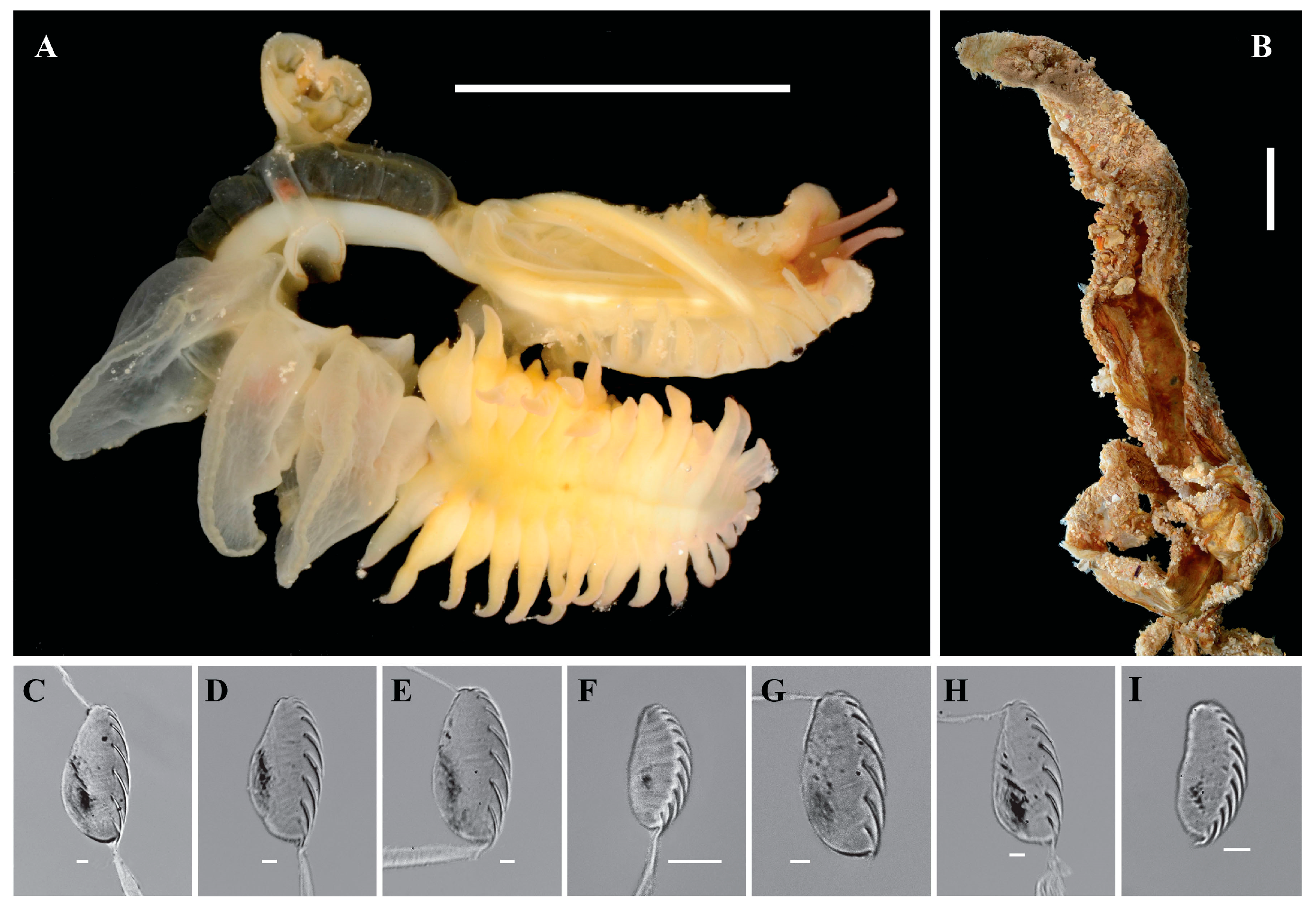 Diversity 17 00366 g003