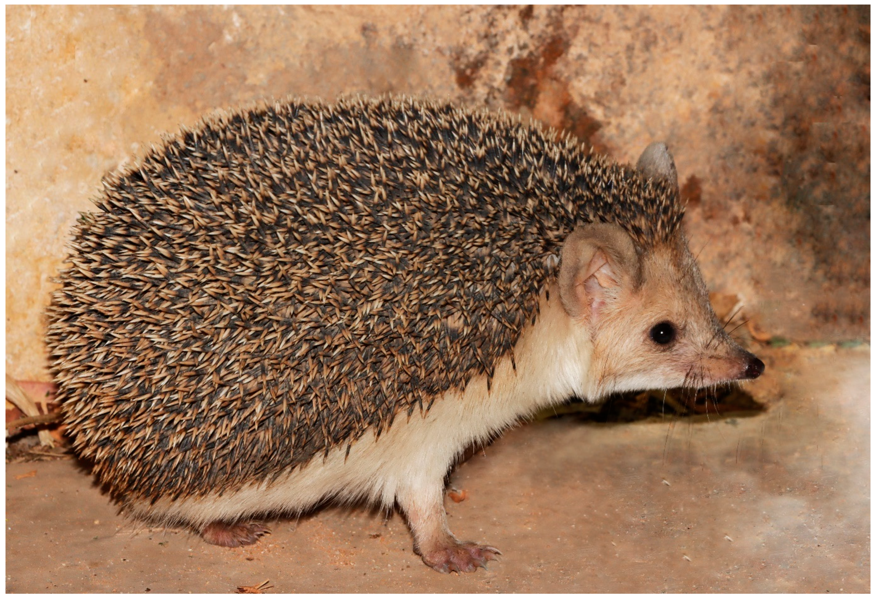 Diversity 17 00368 g001