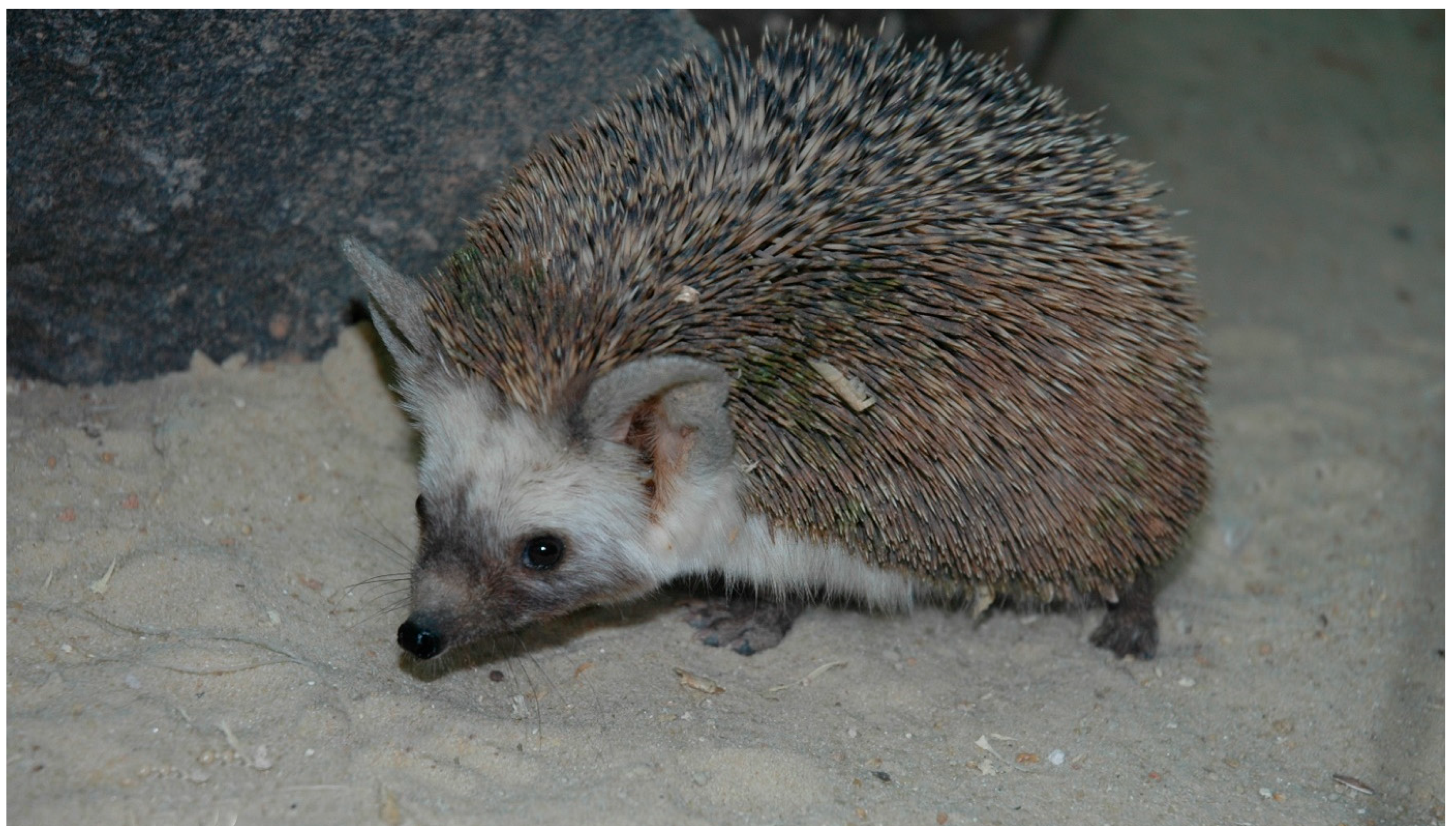 Diversity 17 00368 g004