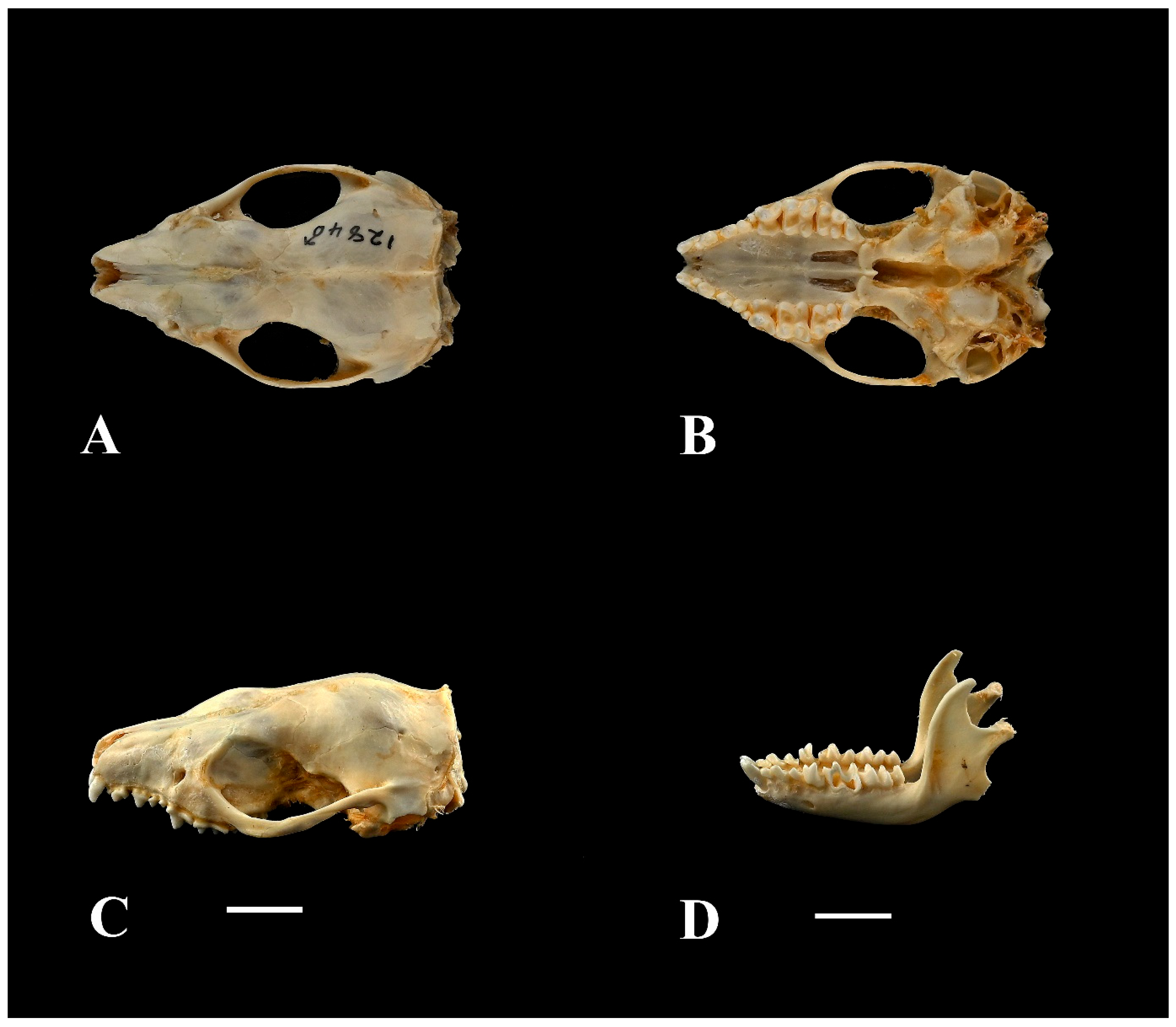 Diversity 17 00368 g005