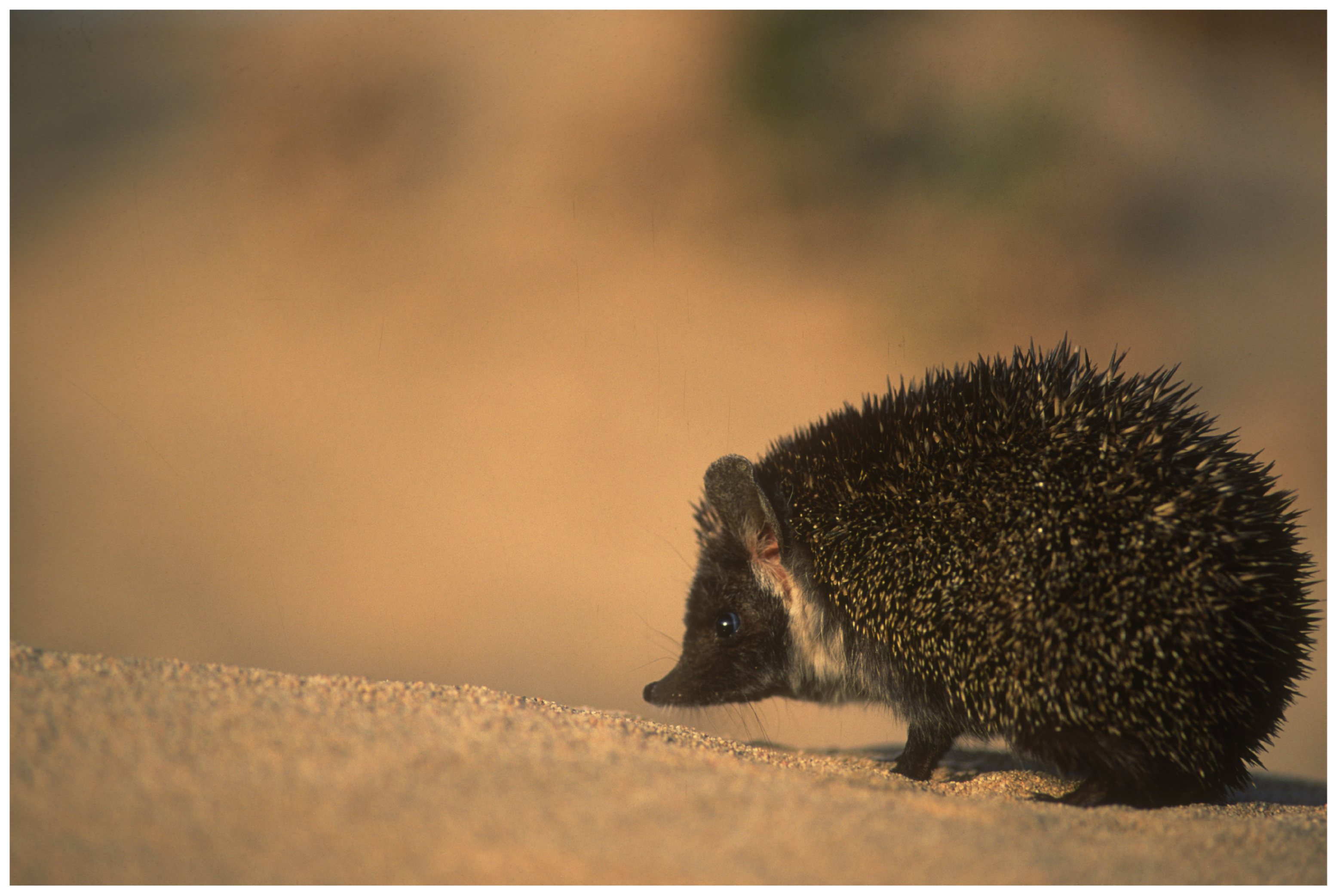 Diversity 17 00368 g006