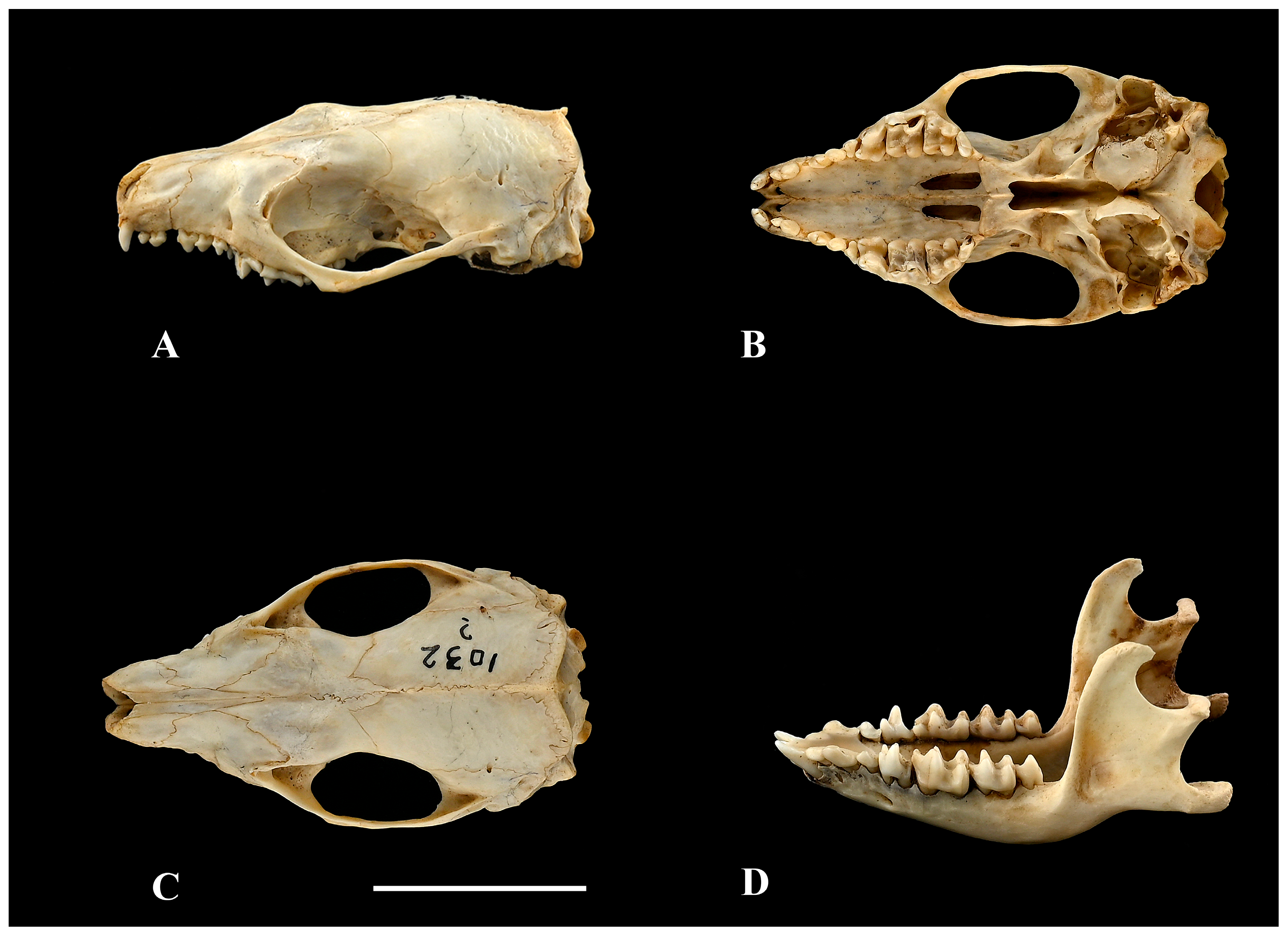 Diversity 17 00368 g007