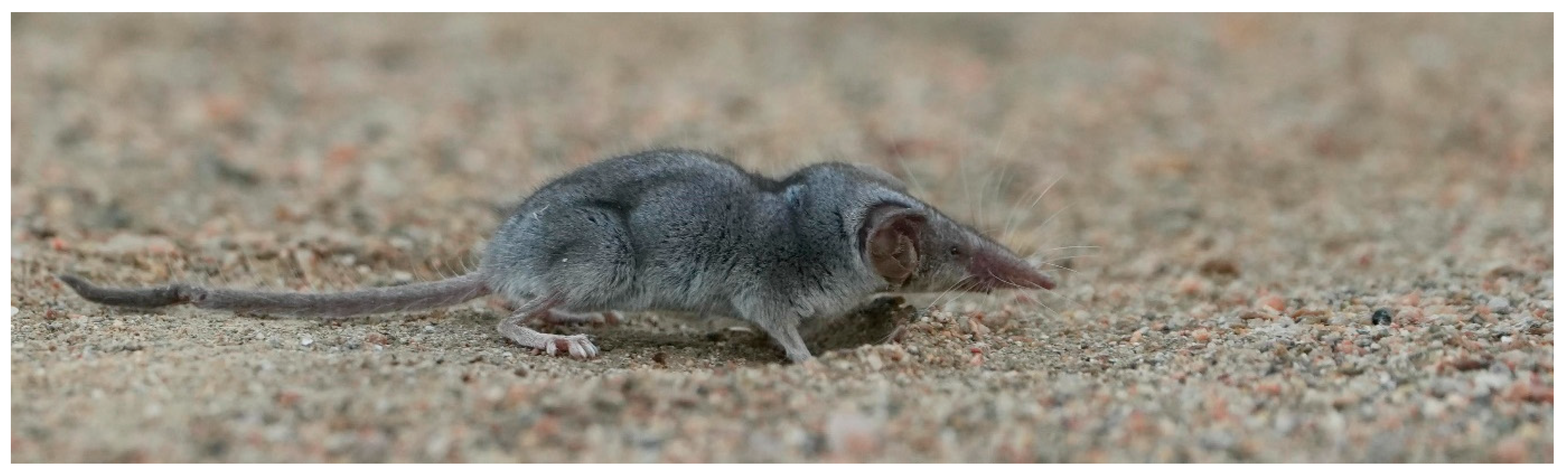 Diversity 17 00368 g008