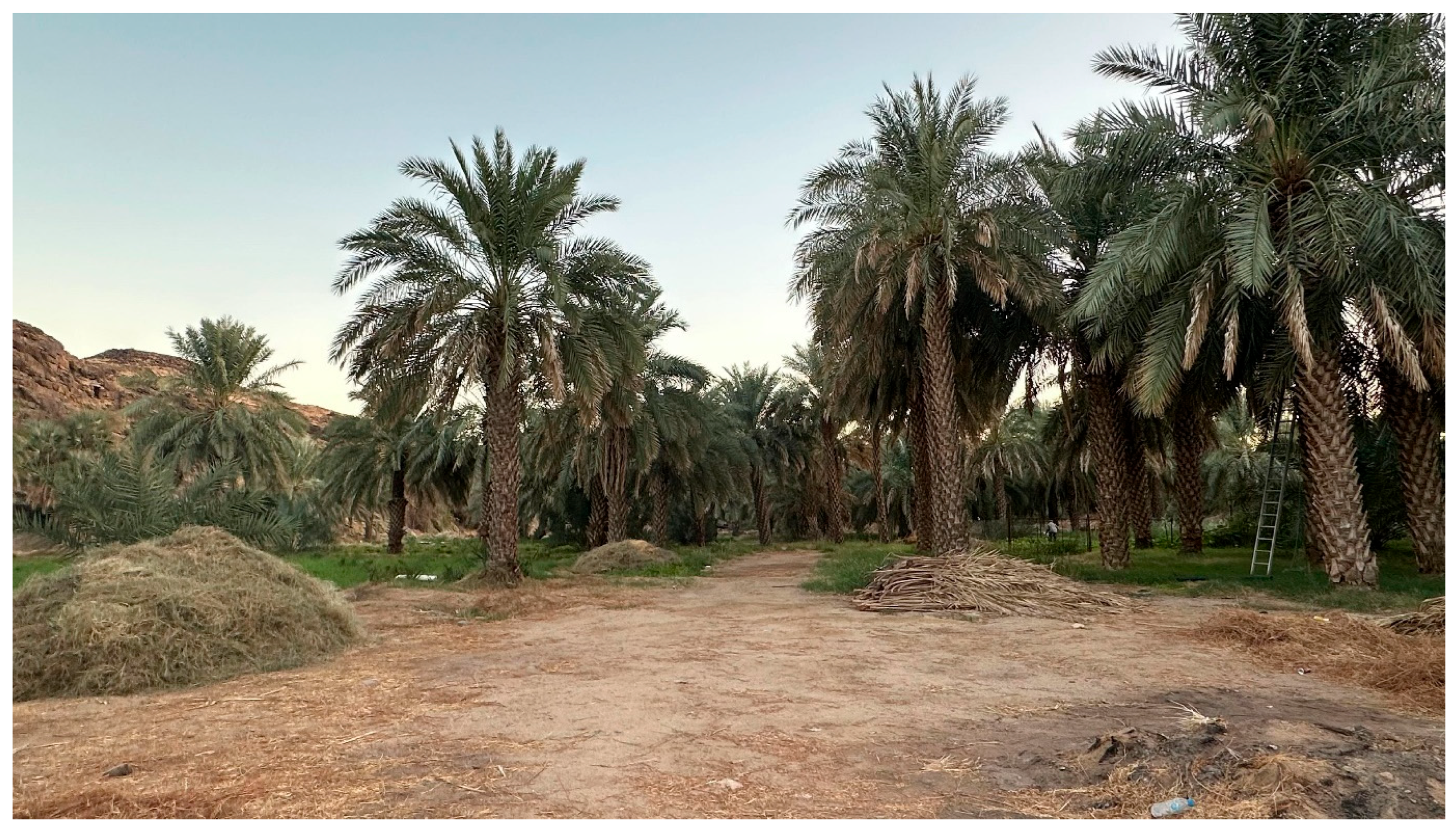 Diversity 17 00368 g010