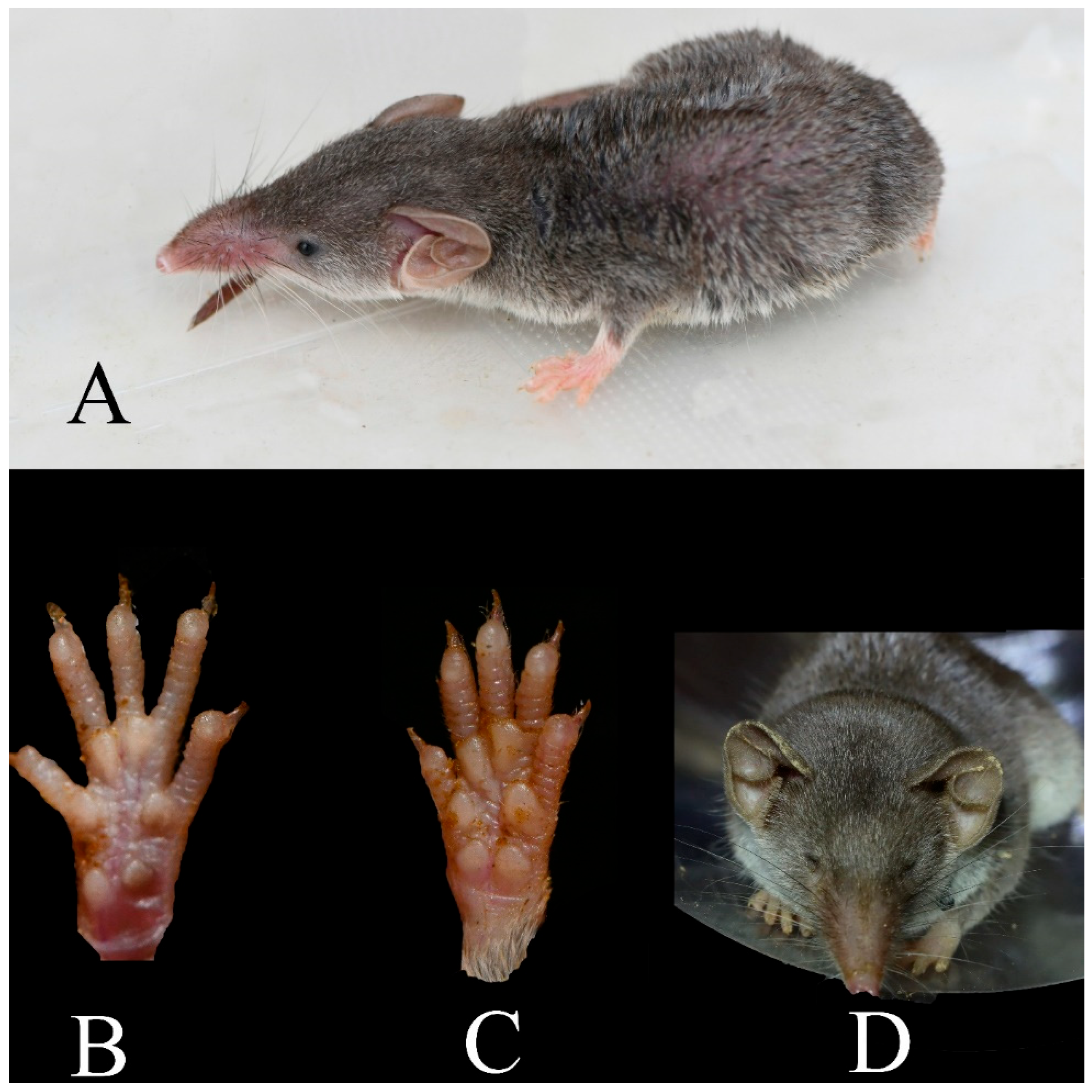 Diversity 17 00368 g012