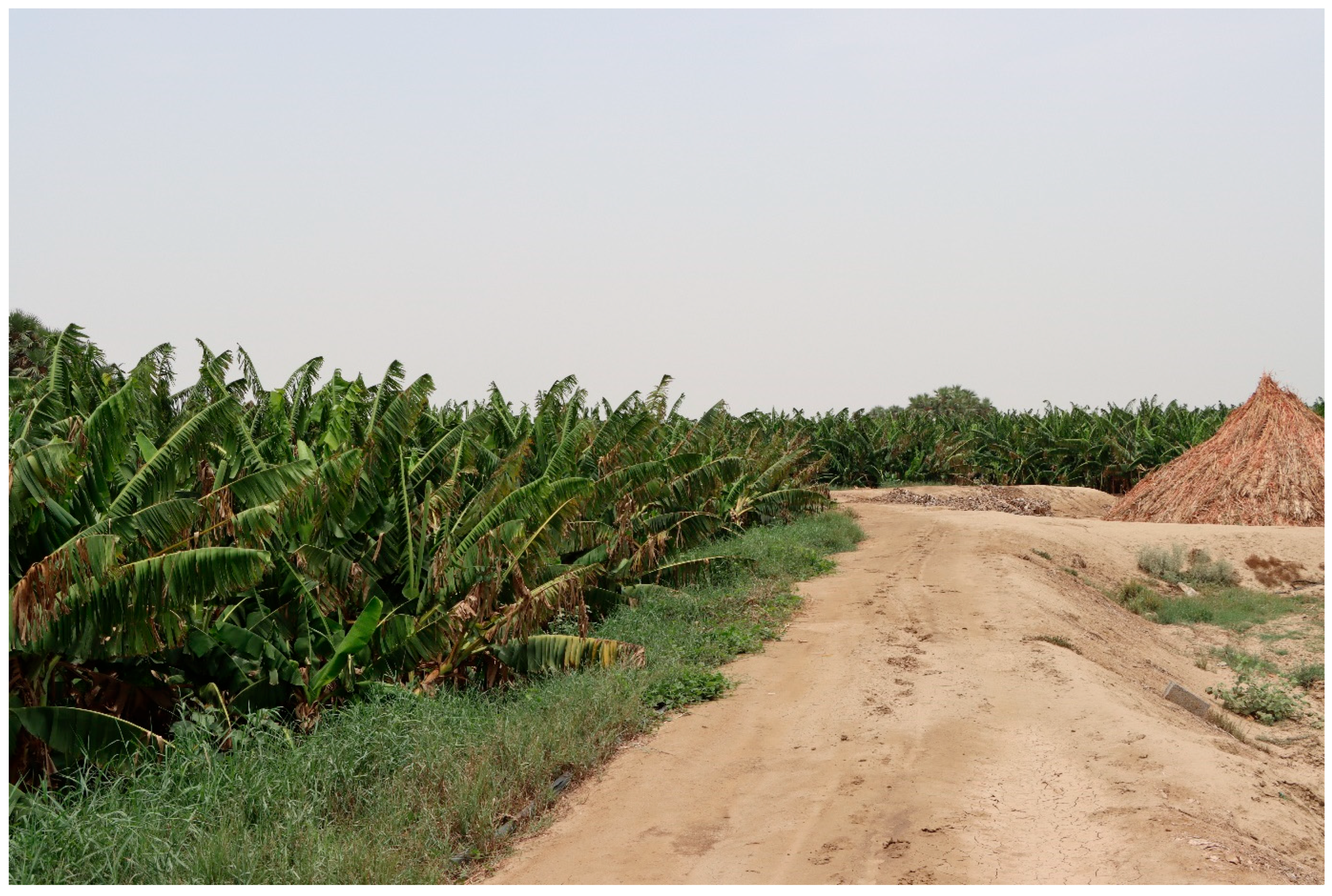 Diversity 17 00368 g014