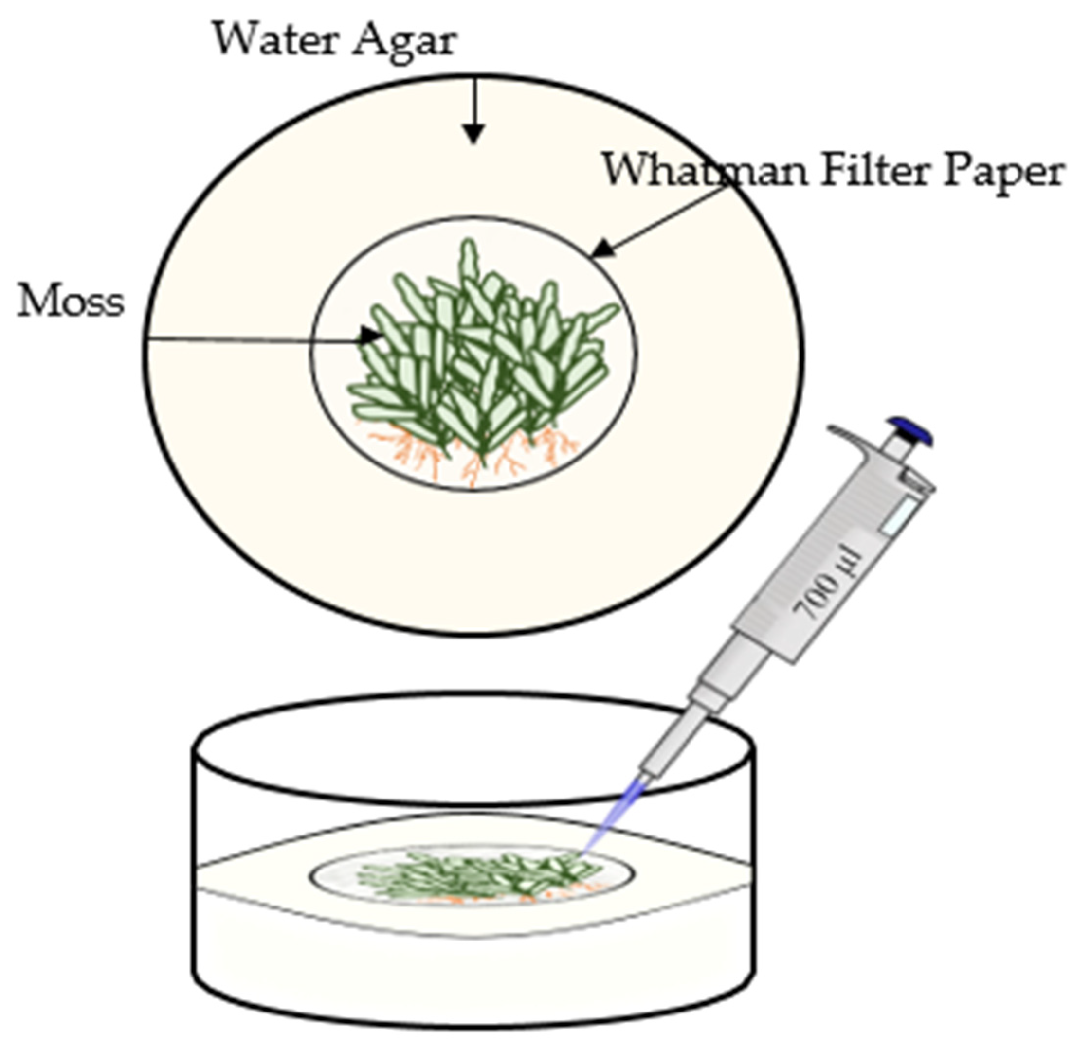 Diversity 17 00370 g002