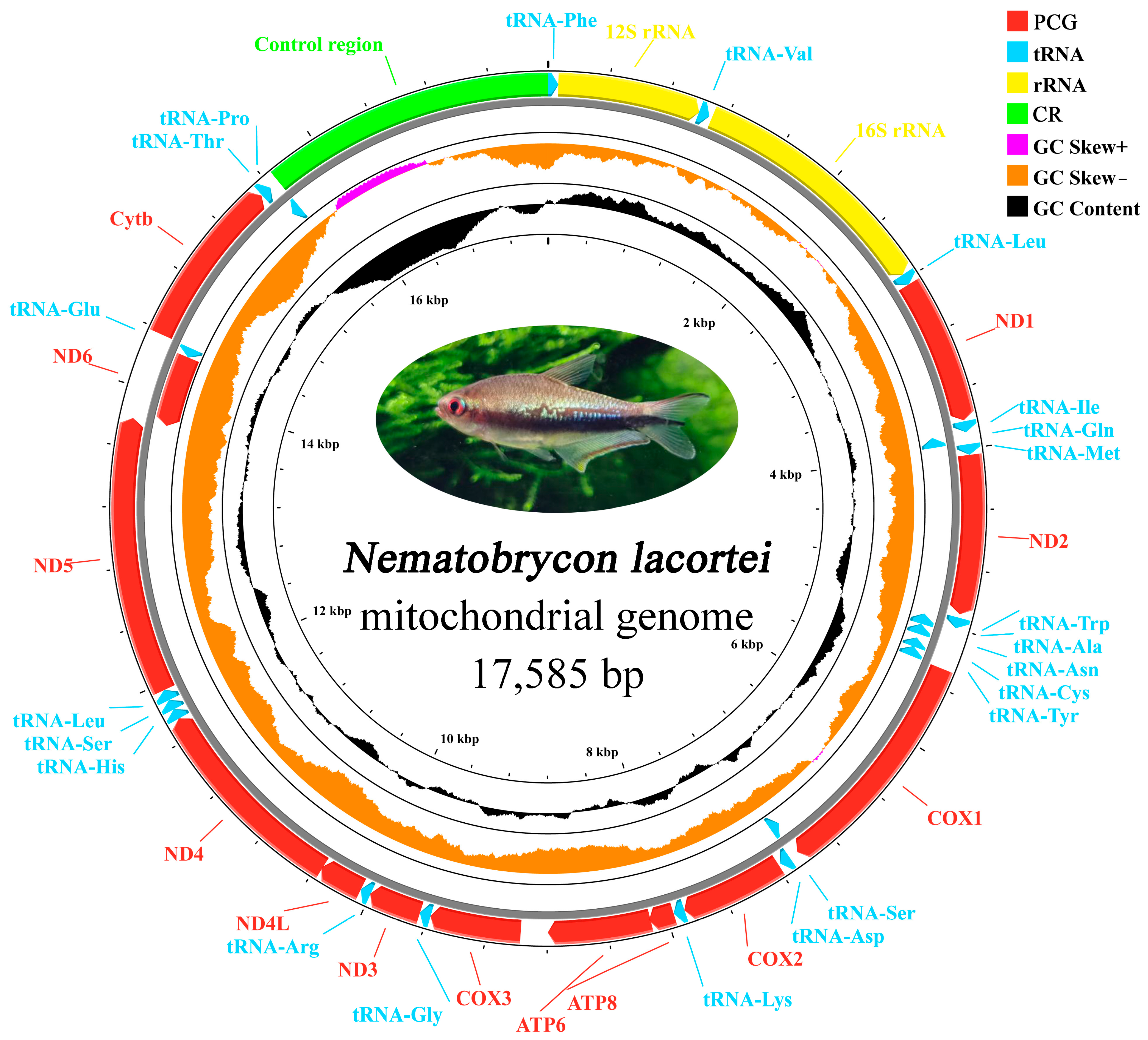 Diversity 17 00373 g001