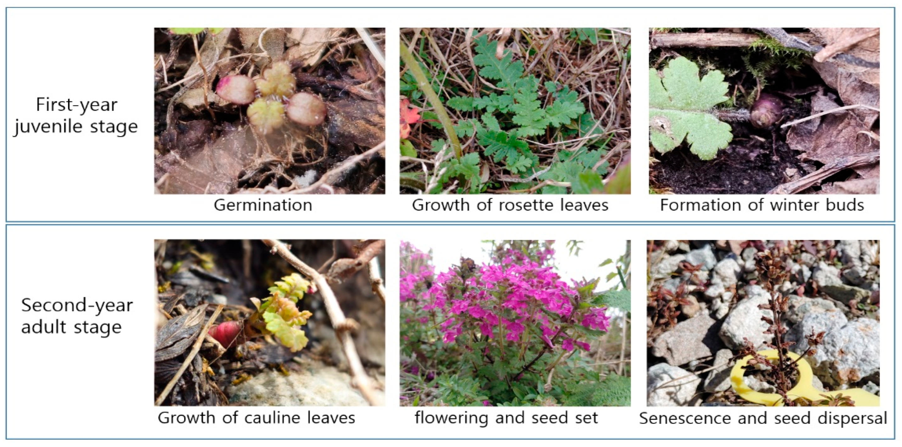 Diversity 17 00377 g001 Diversity 17 00377 g001