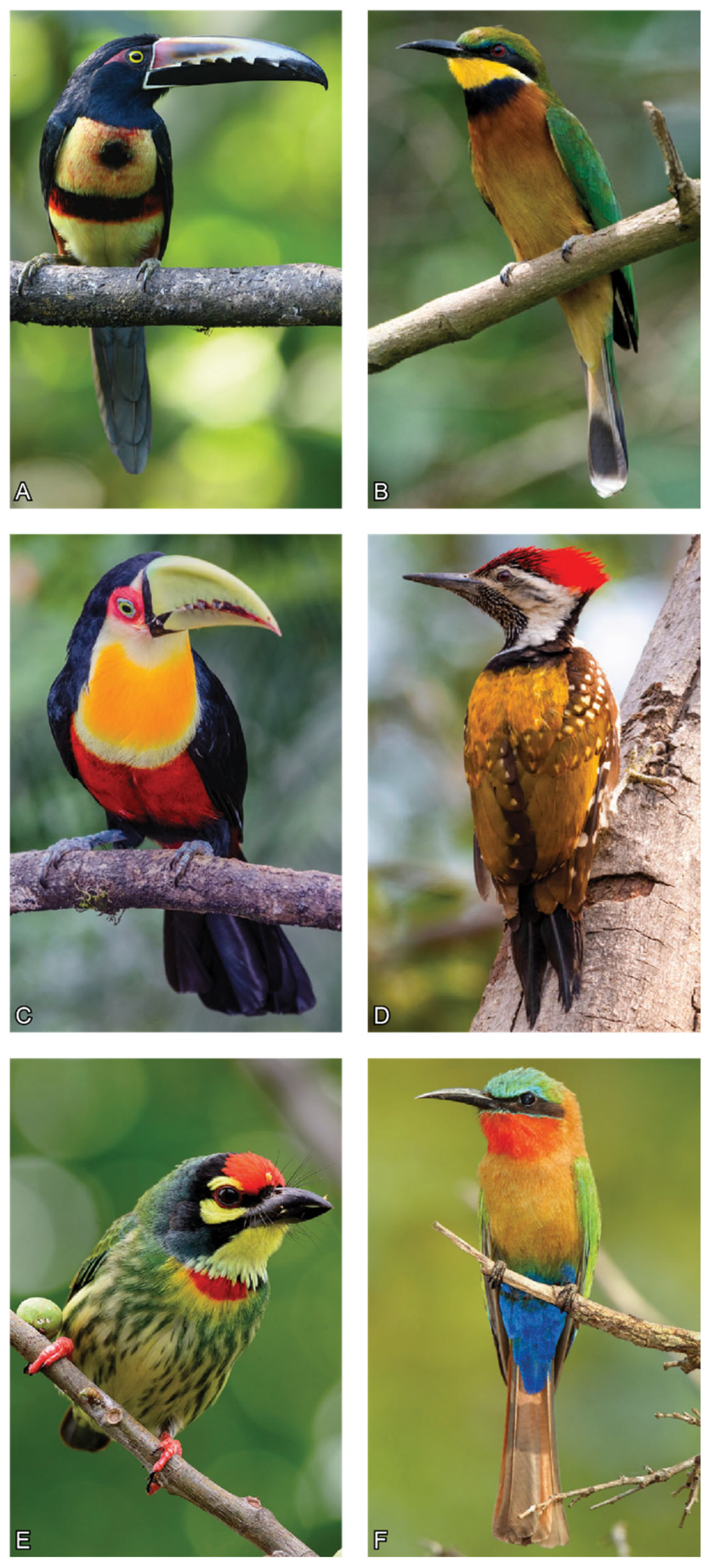 Diversity 17 00379 g002