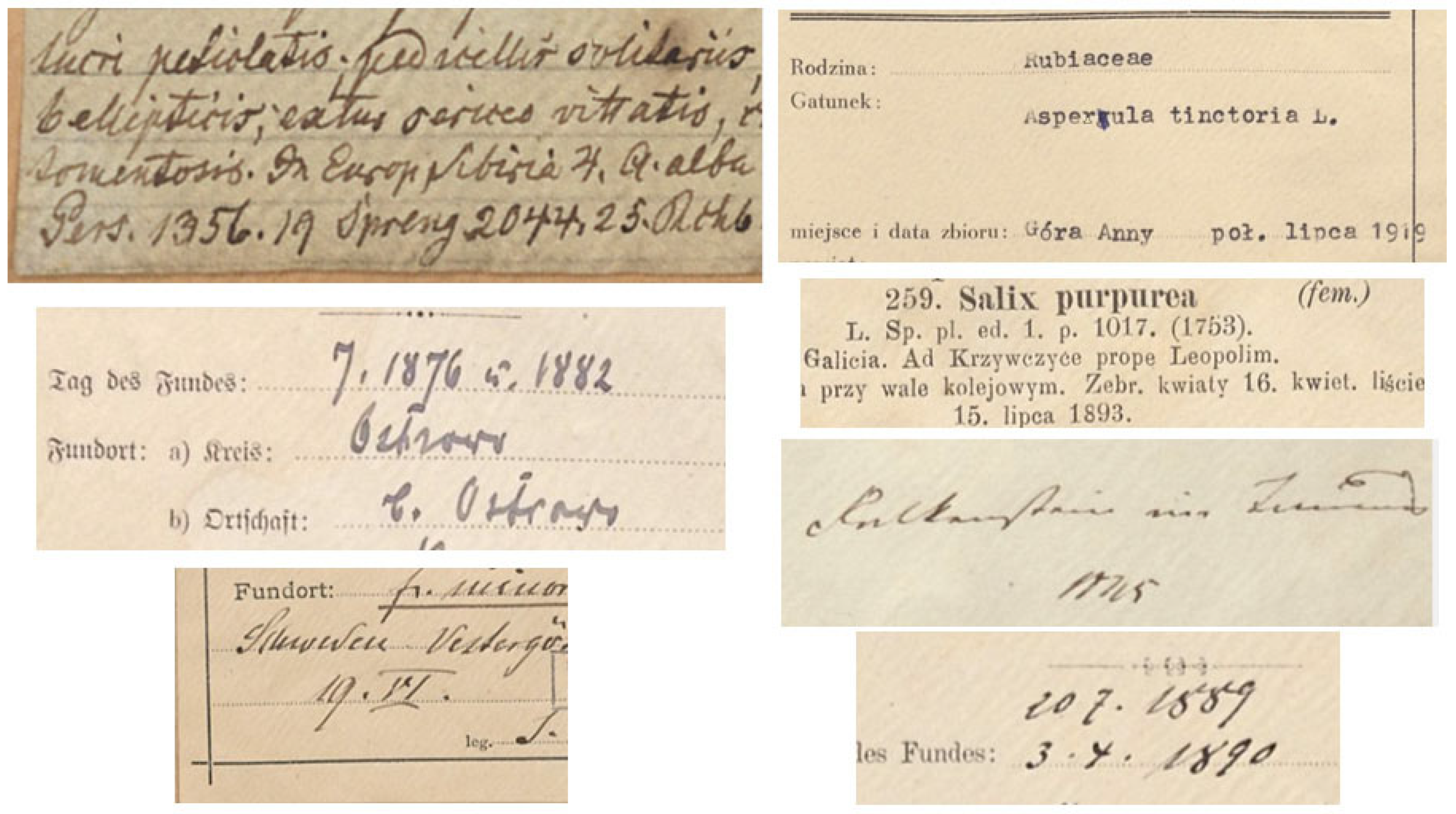 Diversity 17 00388 g003