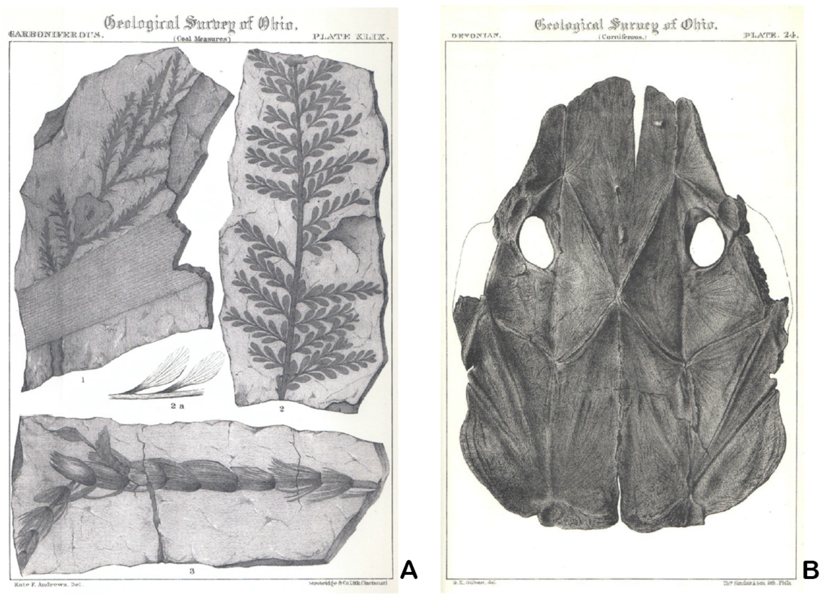 Diversity 17 00392 g003