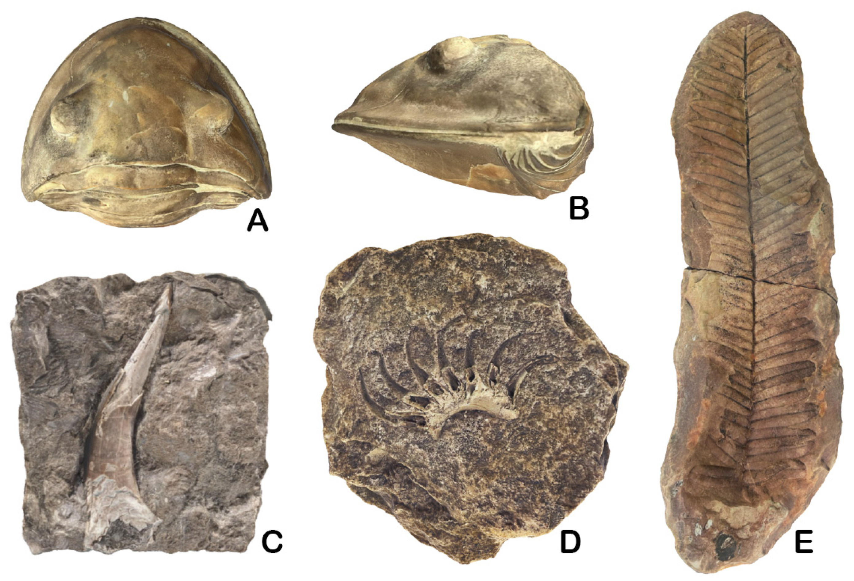 Diversity 17 00392 g007