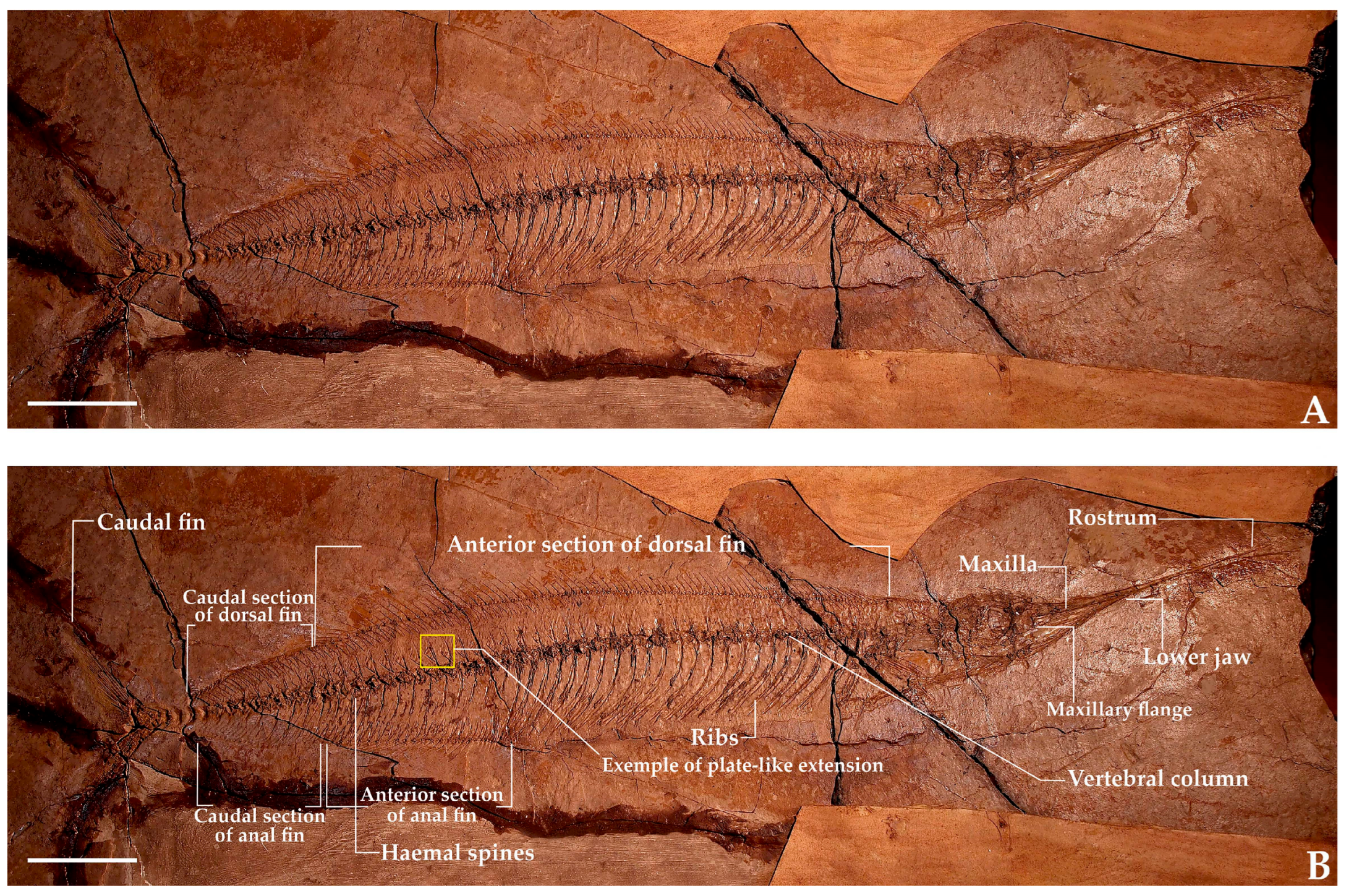 Diversity 17 00393 g004