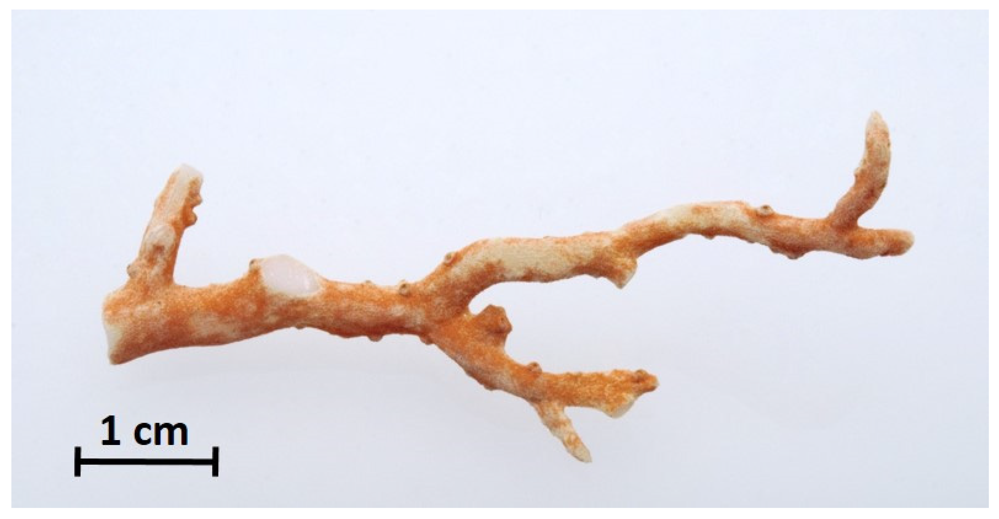 Diversity 17 00395 g004