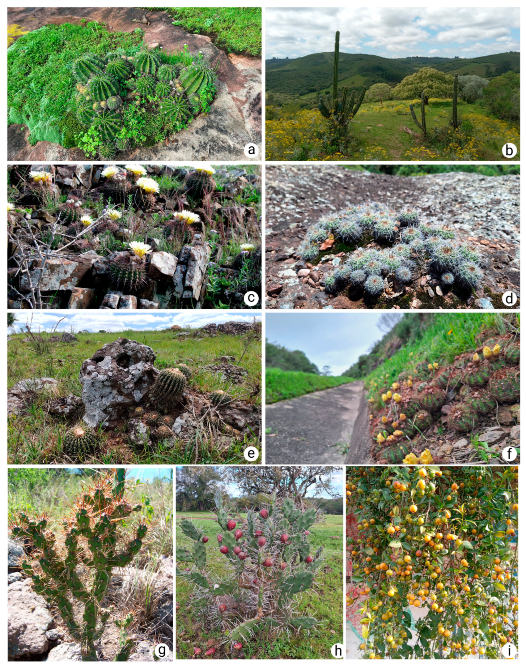 Diversity 17 00397 g001