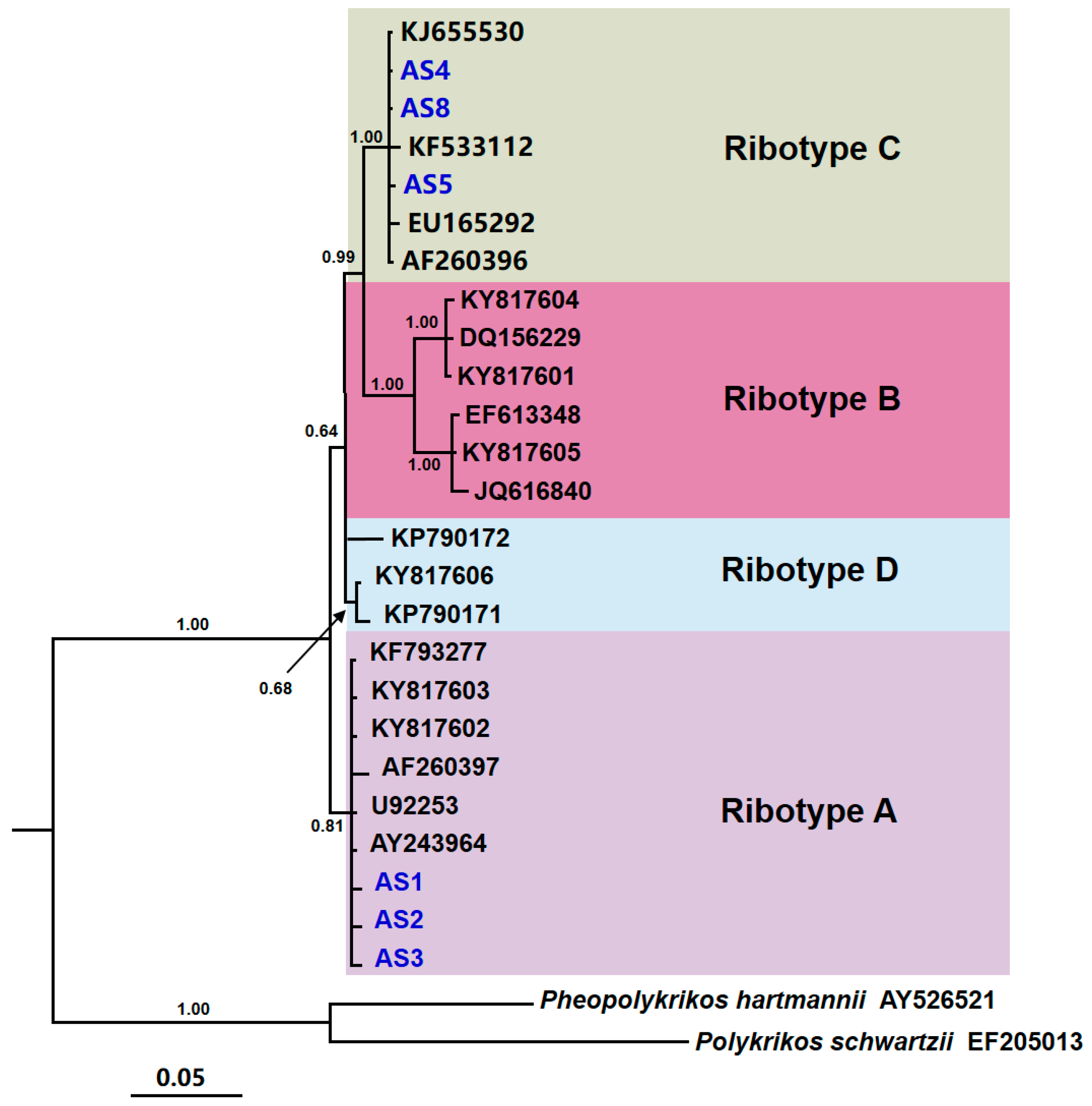 Different Ribotypes of Akashiwo sanguinea Harbor Distinct