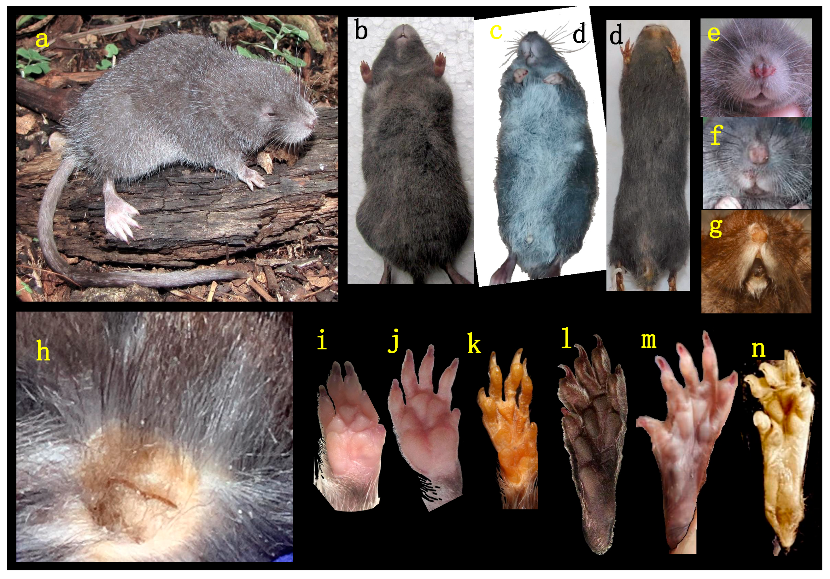 Diversity 17 00406 g003 Diversity 17 00406 g003