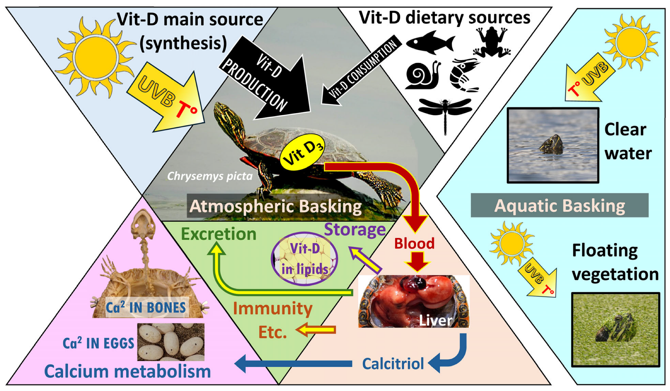 Diversity 17 00414 g001