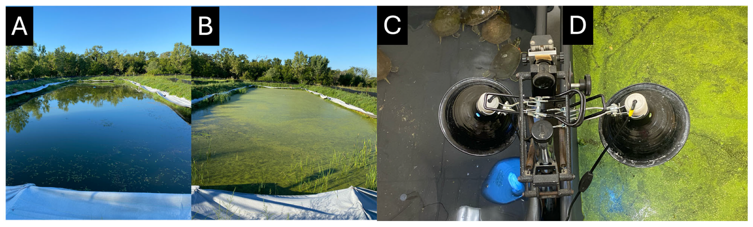 Diversity 17 00414 g002