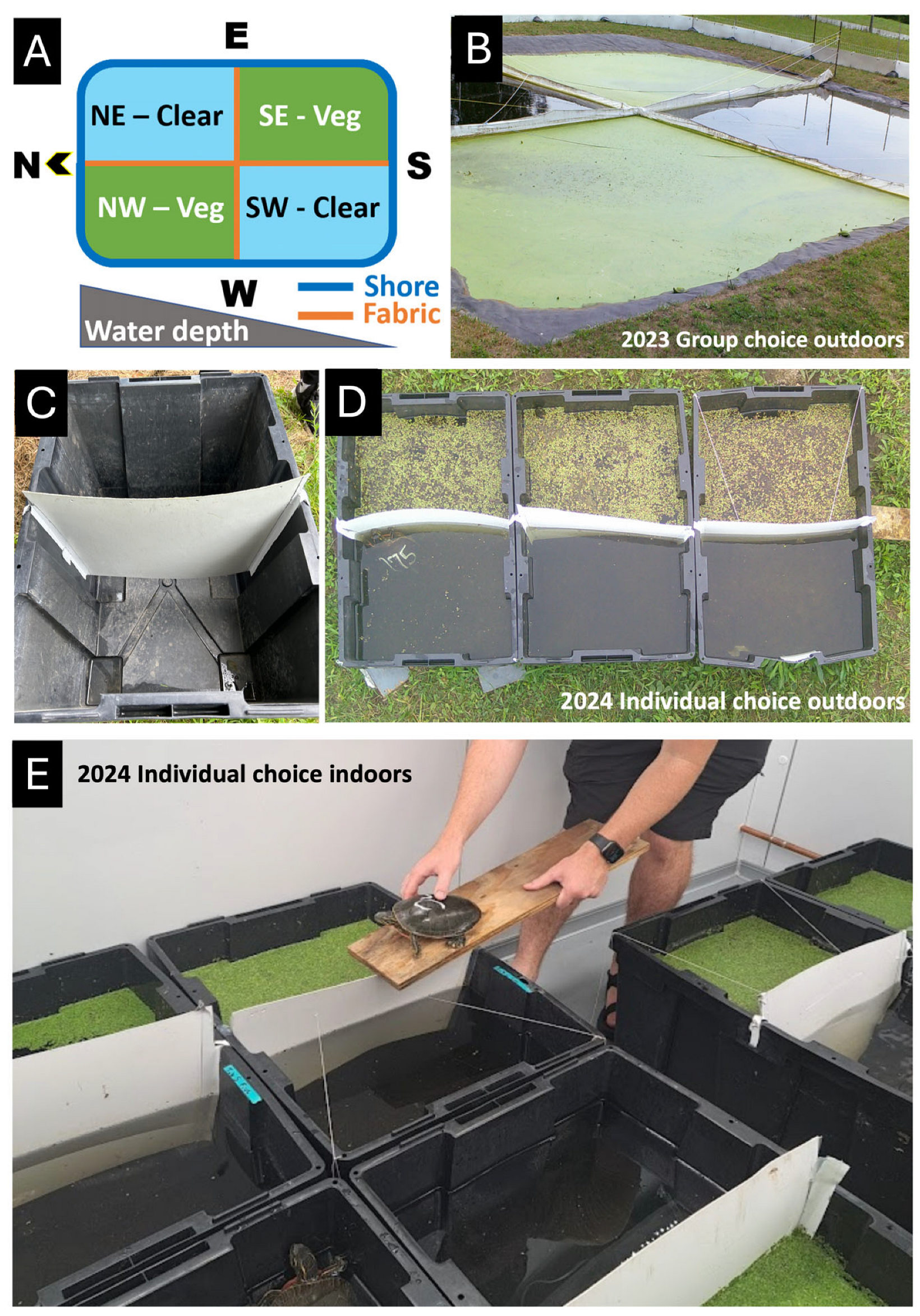 Diversity 17 00414 g003